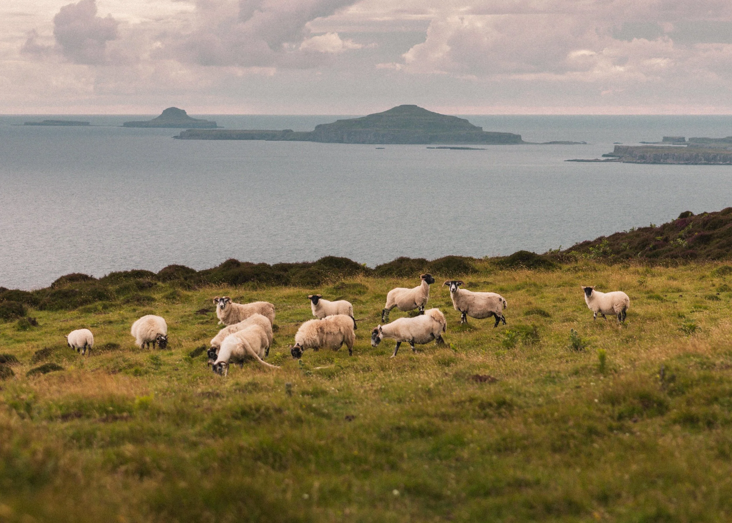 Treshnish Coast, Scotland