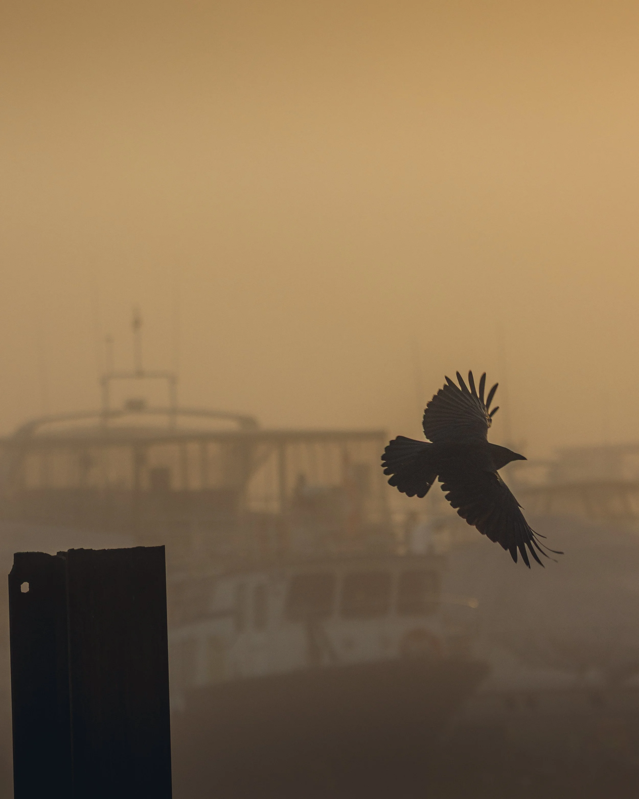Jan 19 Foggy walk-10.jpg