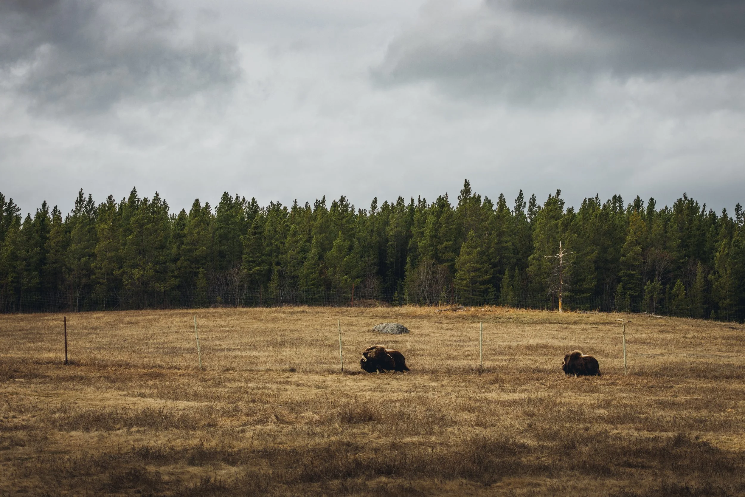 Yukon Wildlife Preserve