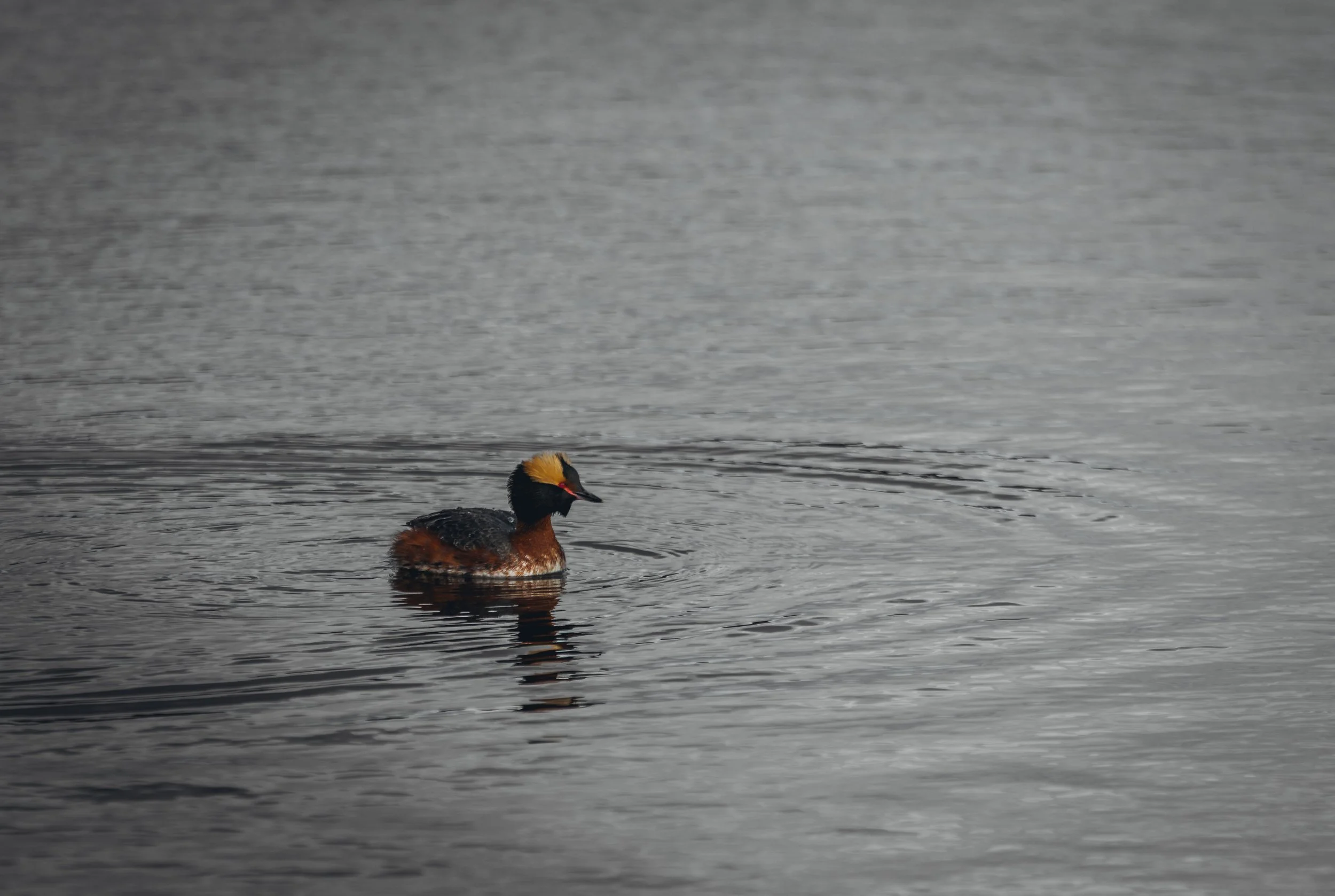 May 10 Wildlife Preserve-15.jpg
