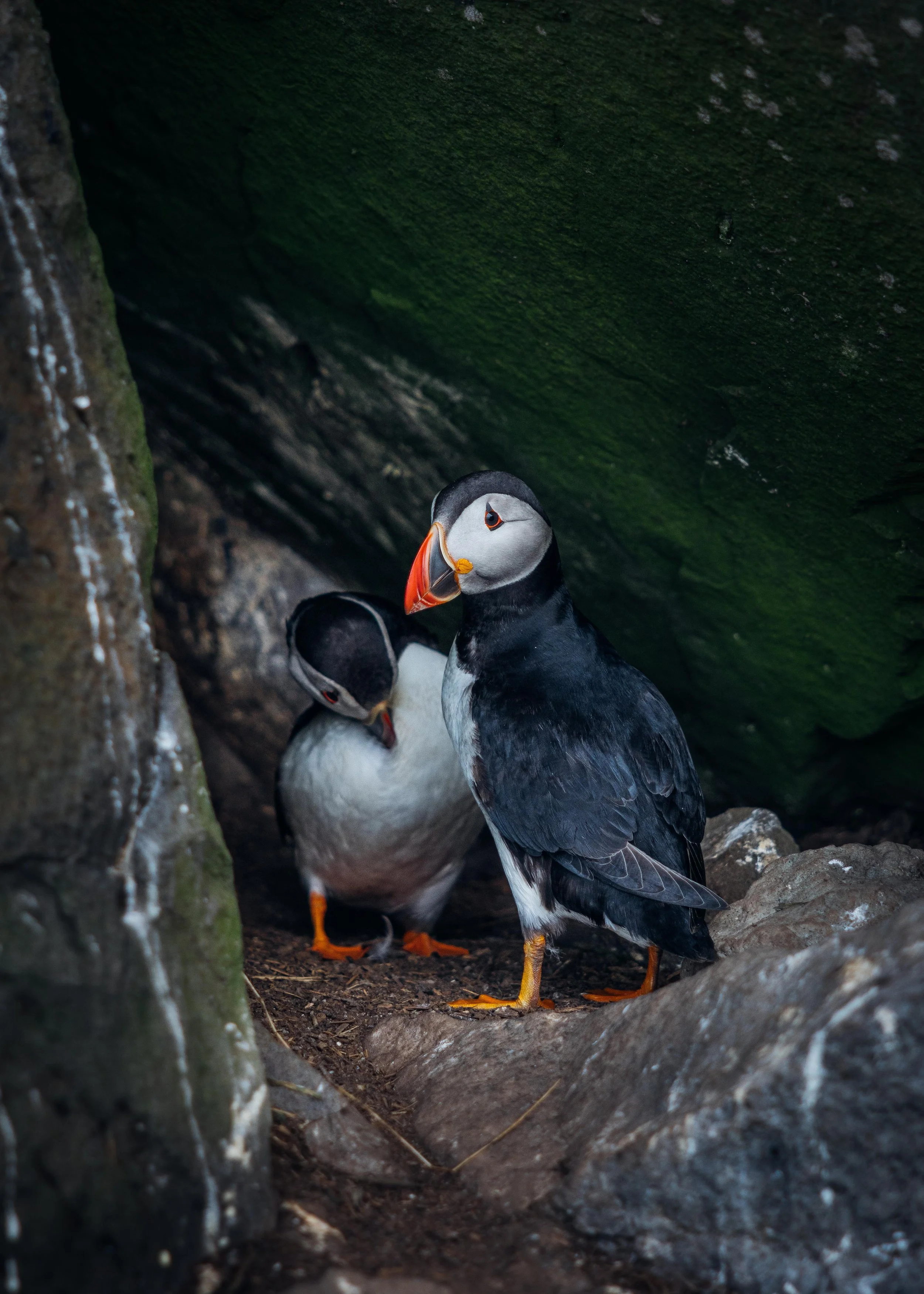 Puffins - Isle of Lunga, Scotland