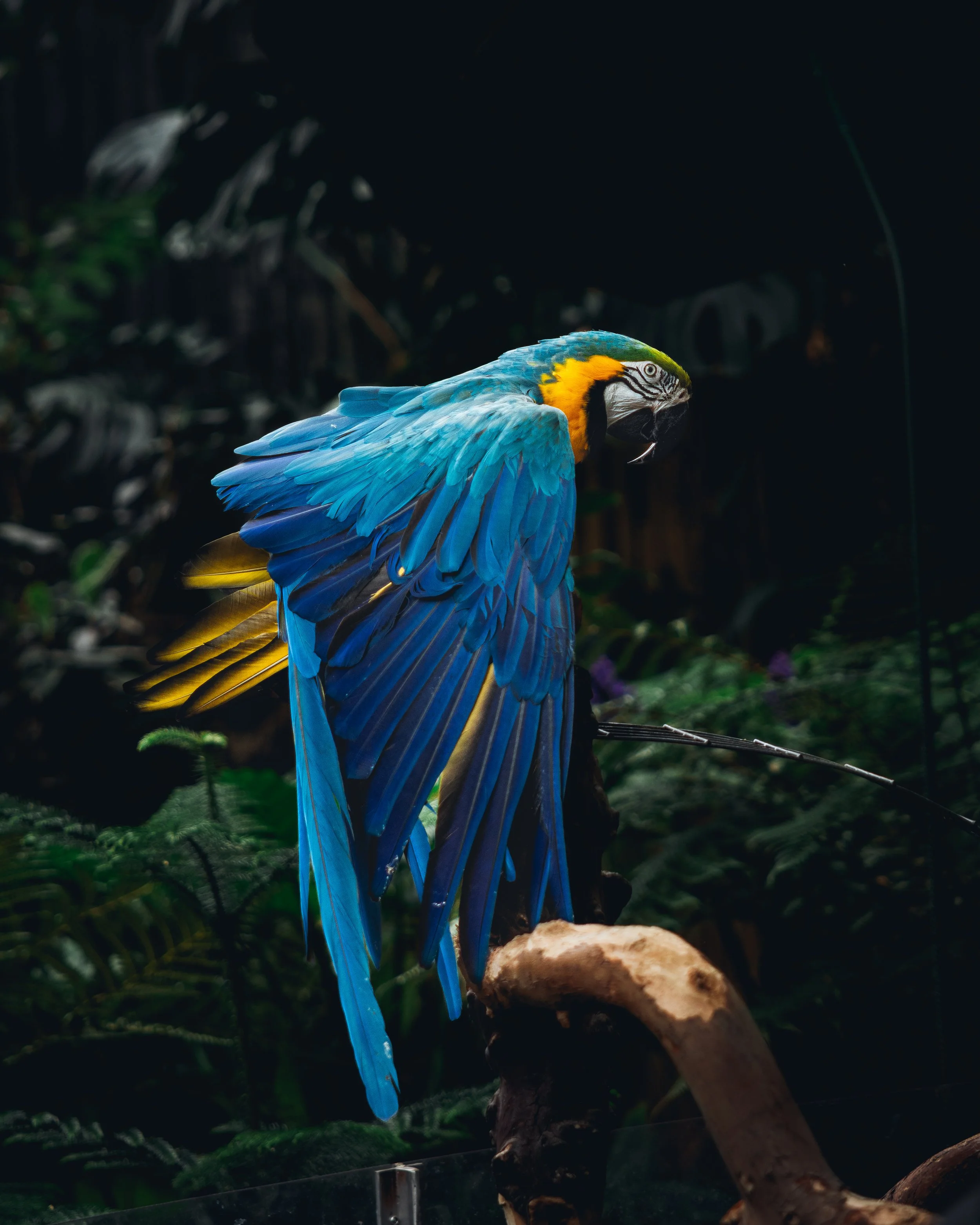 Bloedel Conservatory