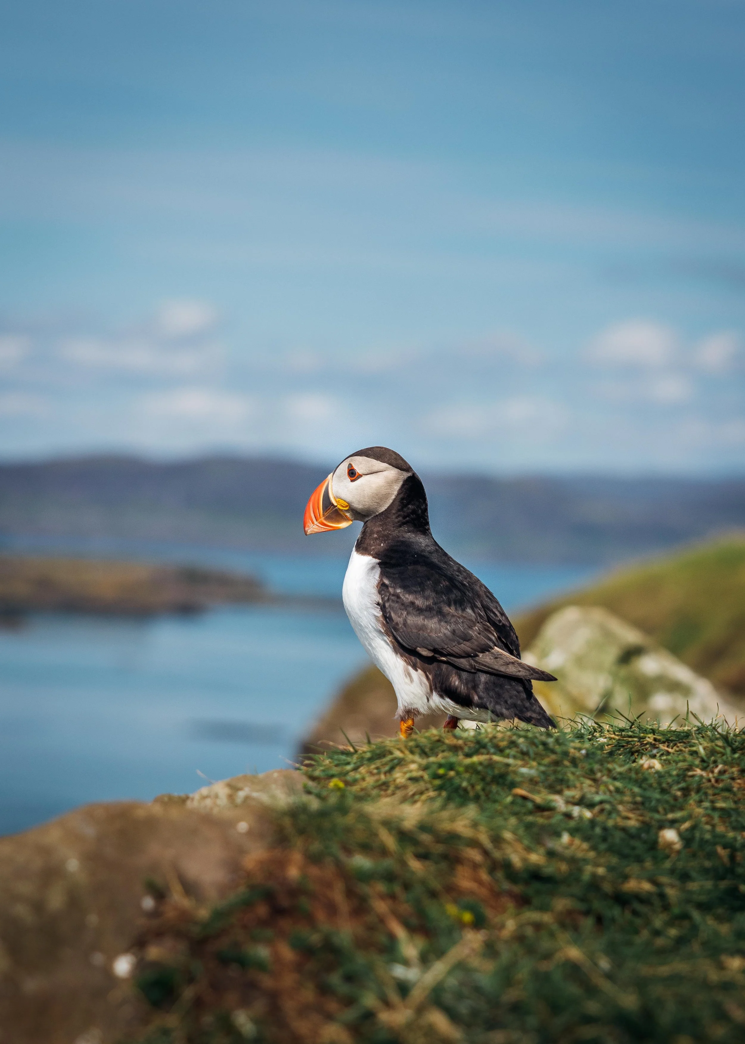 Puffins - Isle of Lunga, Scotland
