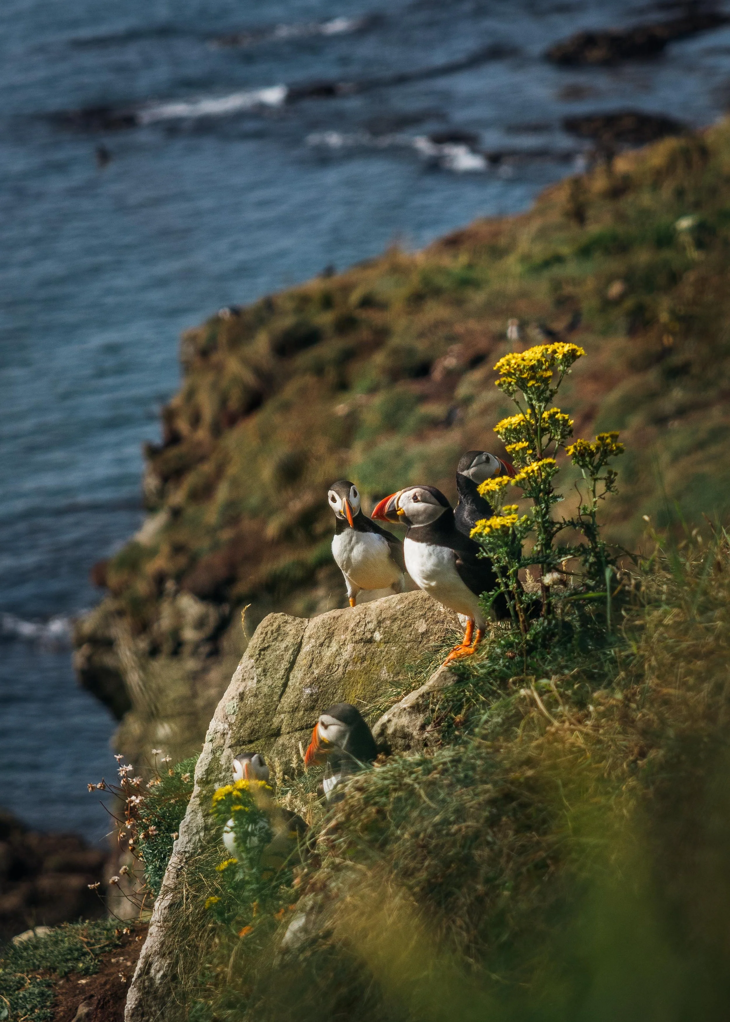 Puffins - Isle of Lunga, Scotland