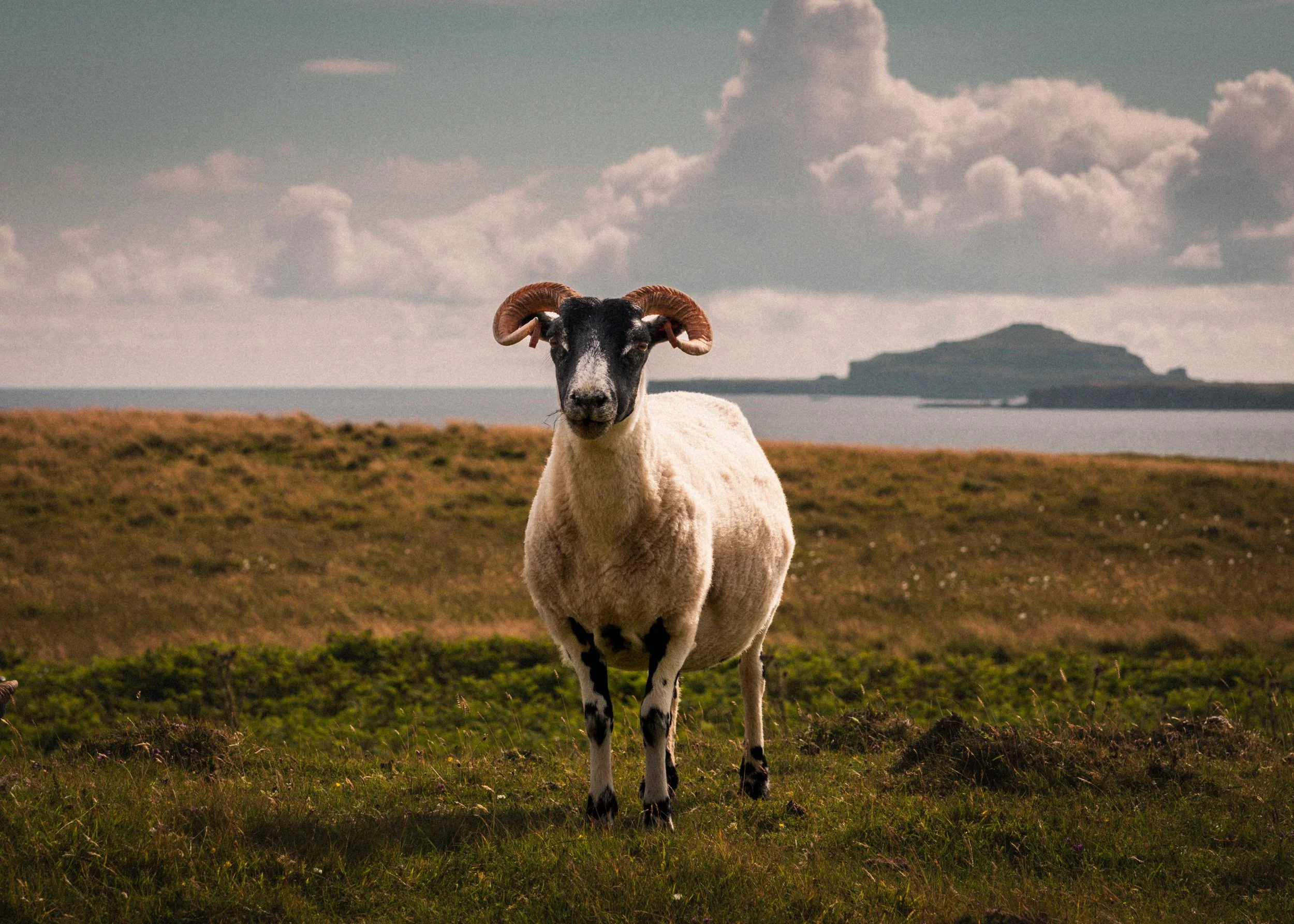 Treshnish Coast, Scotland