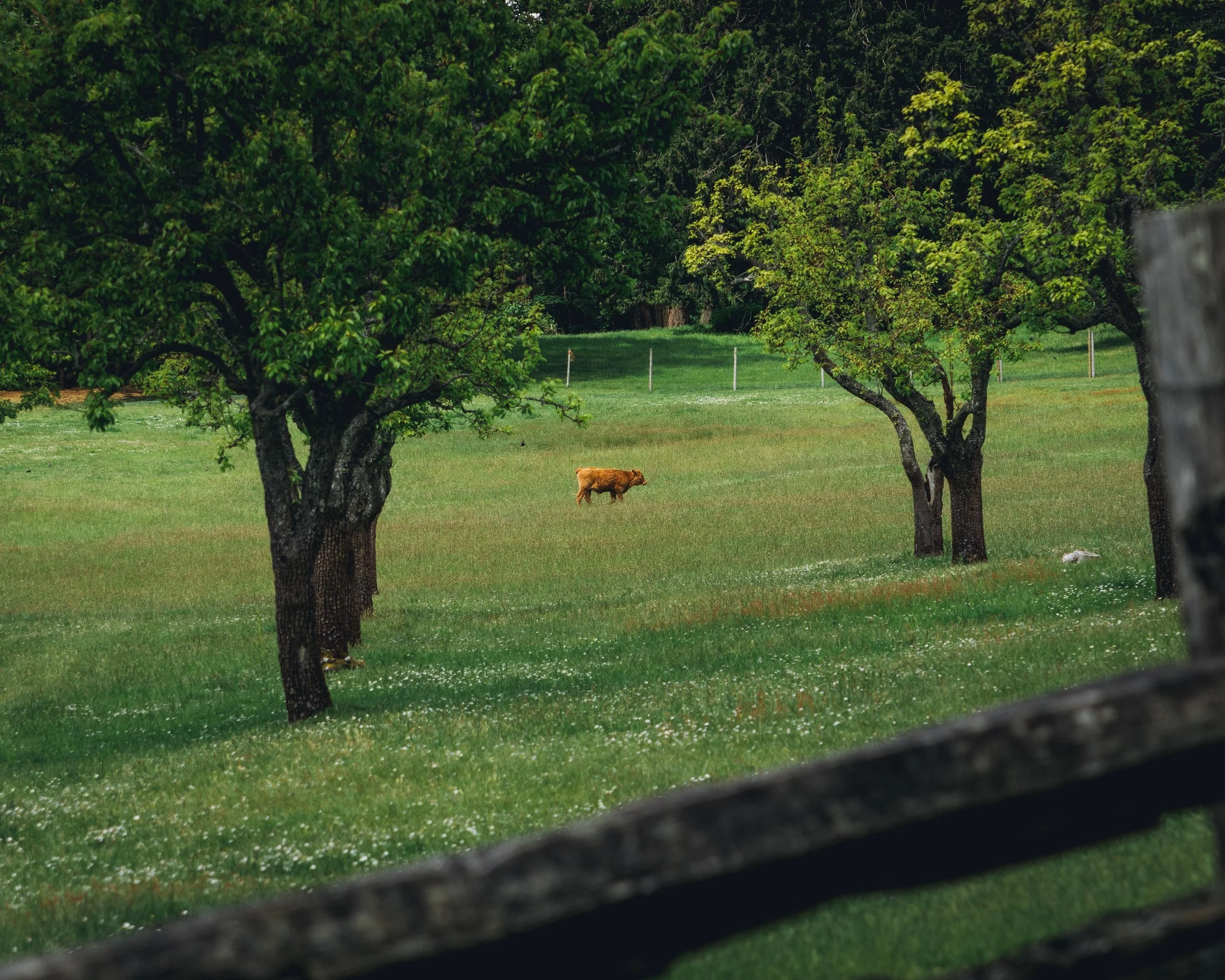 Ruckle Park