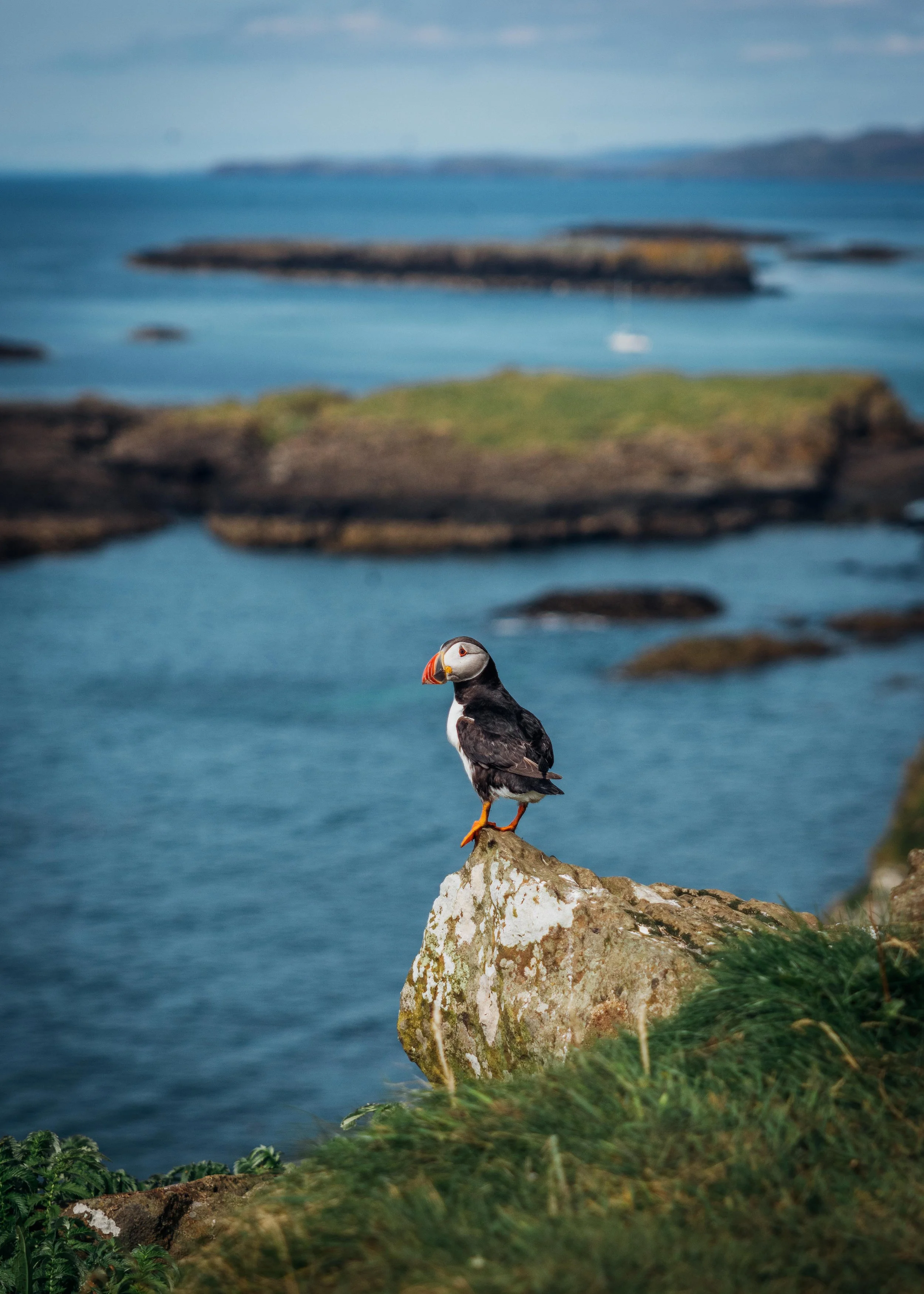 Puffins - Isle of Lunga, Scotland