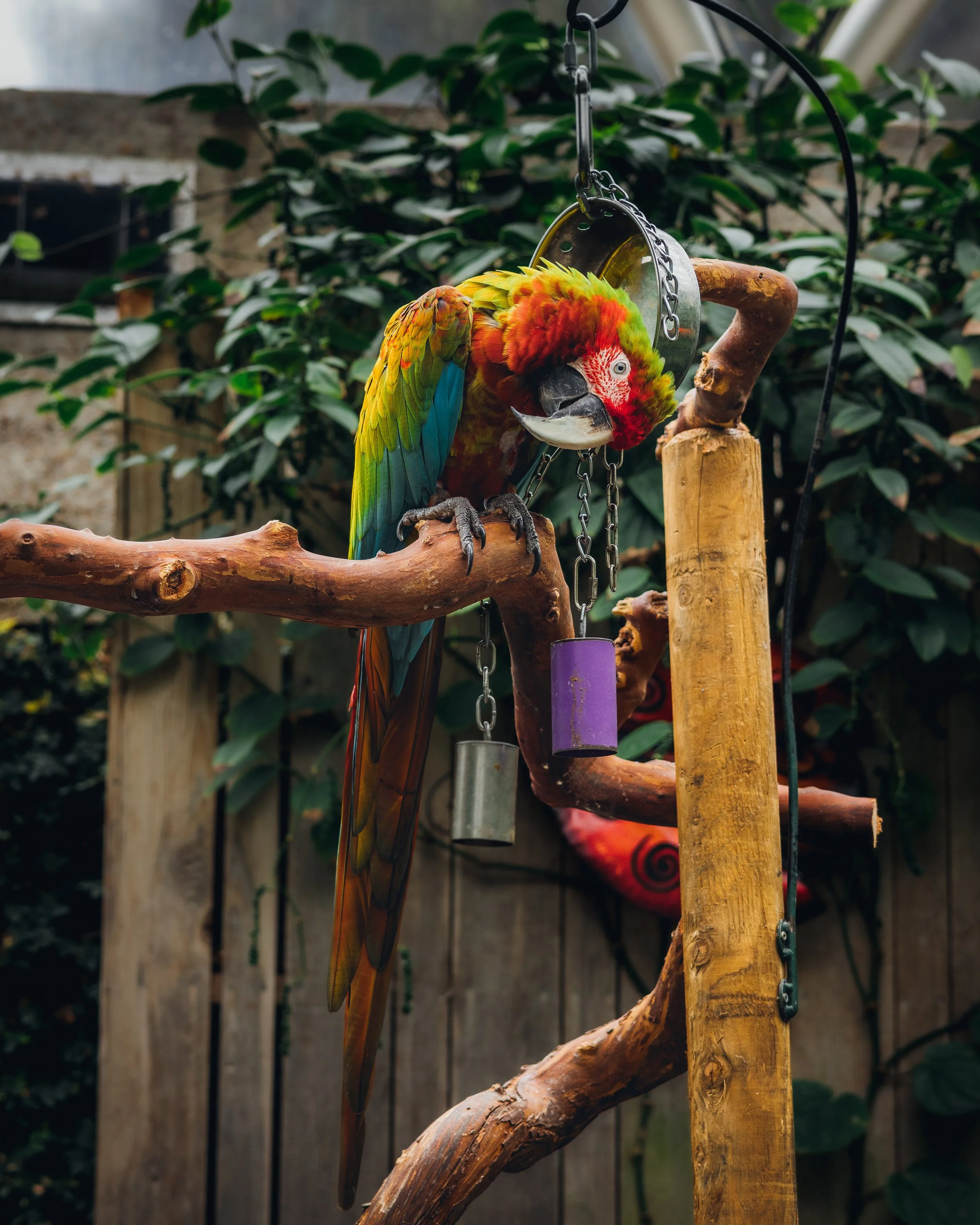 Bloedel Conservatory