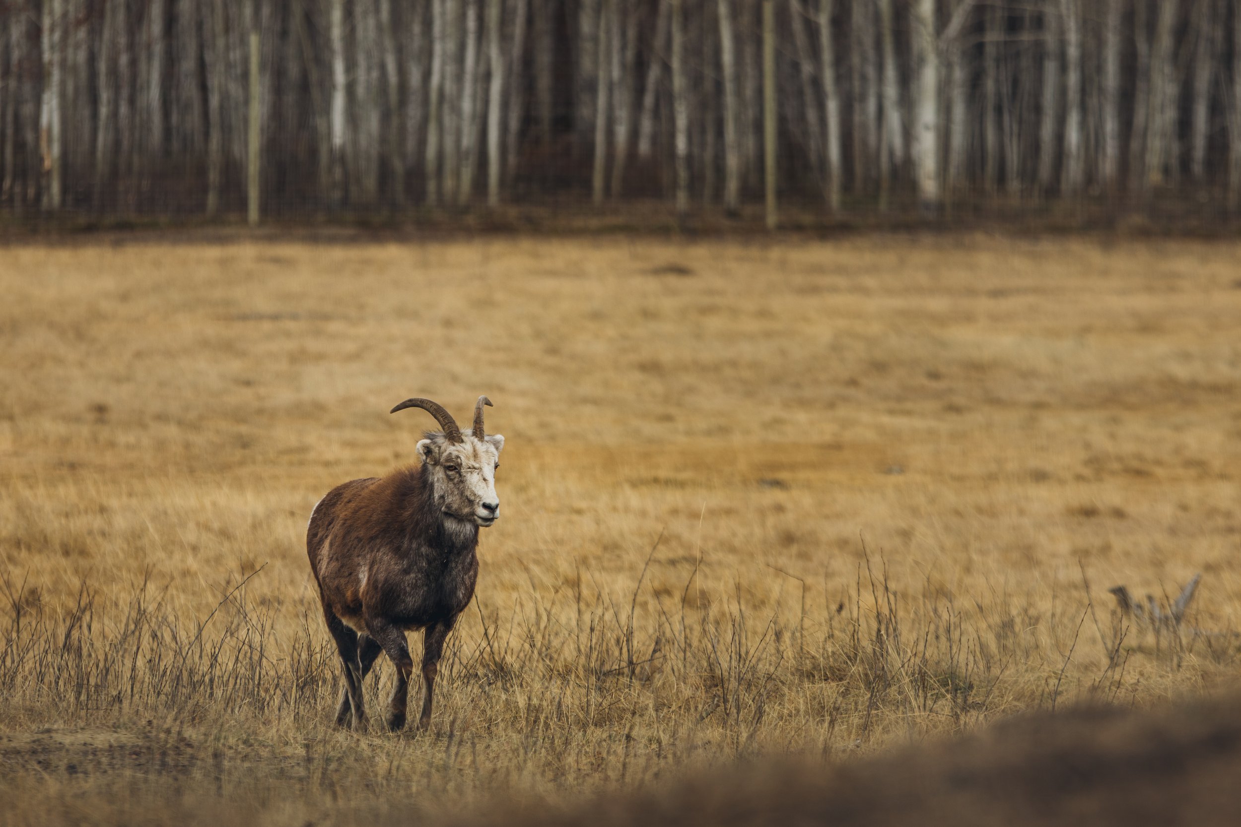 May 10 Wildlife Preserve-23.jpg