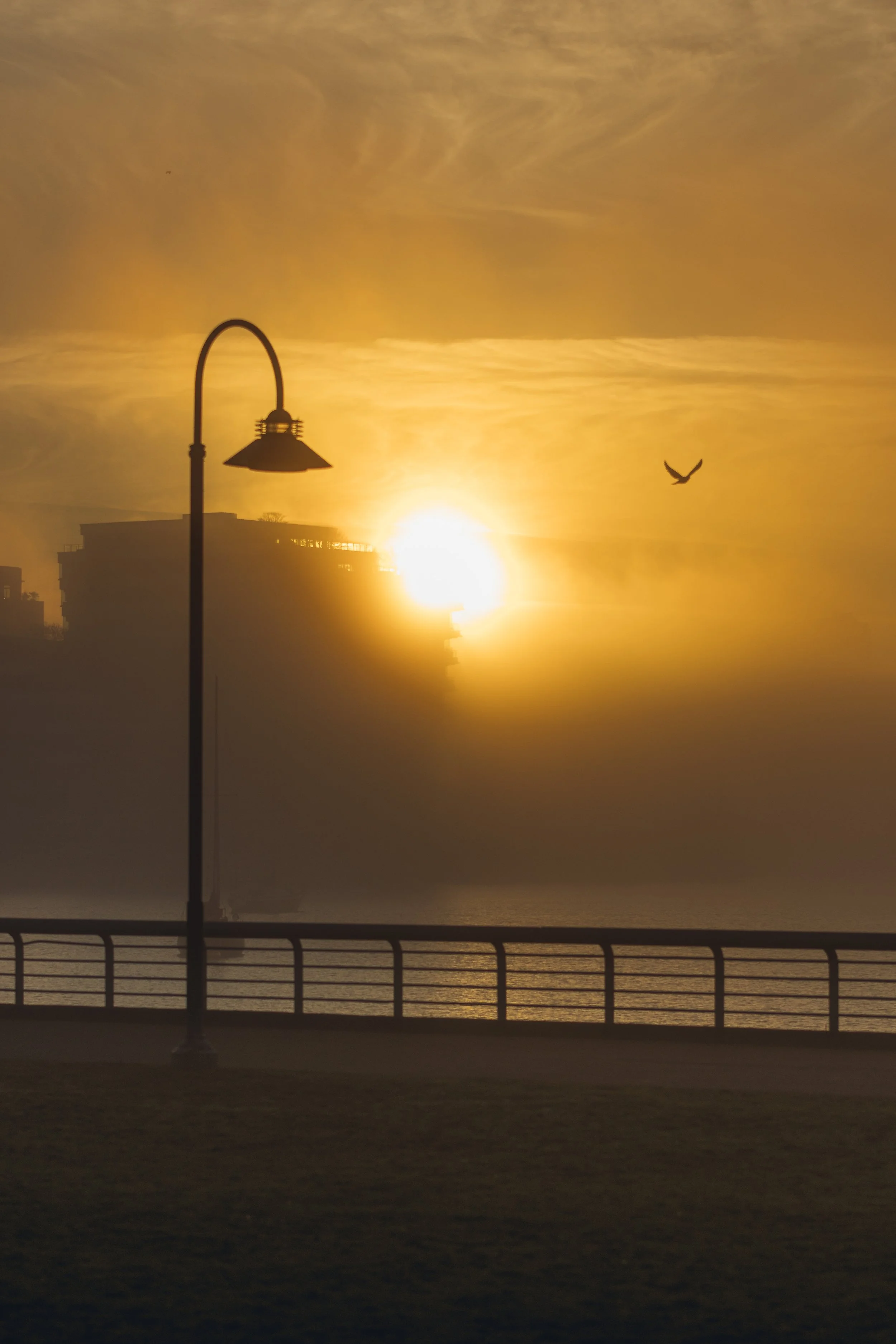Jan 19 Foggy walk-17.jpg