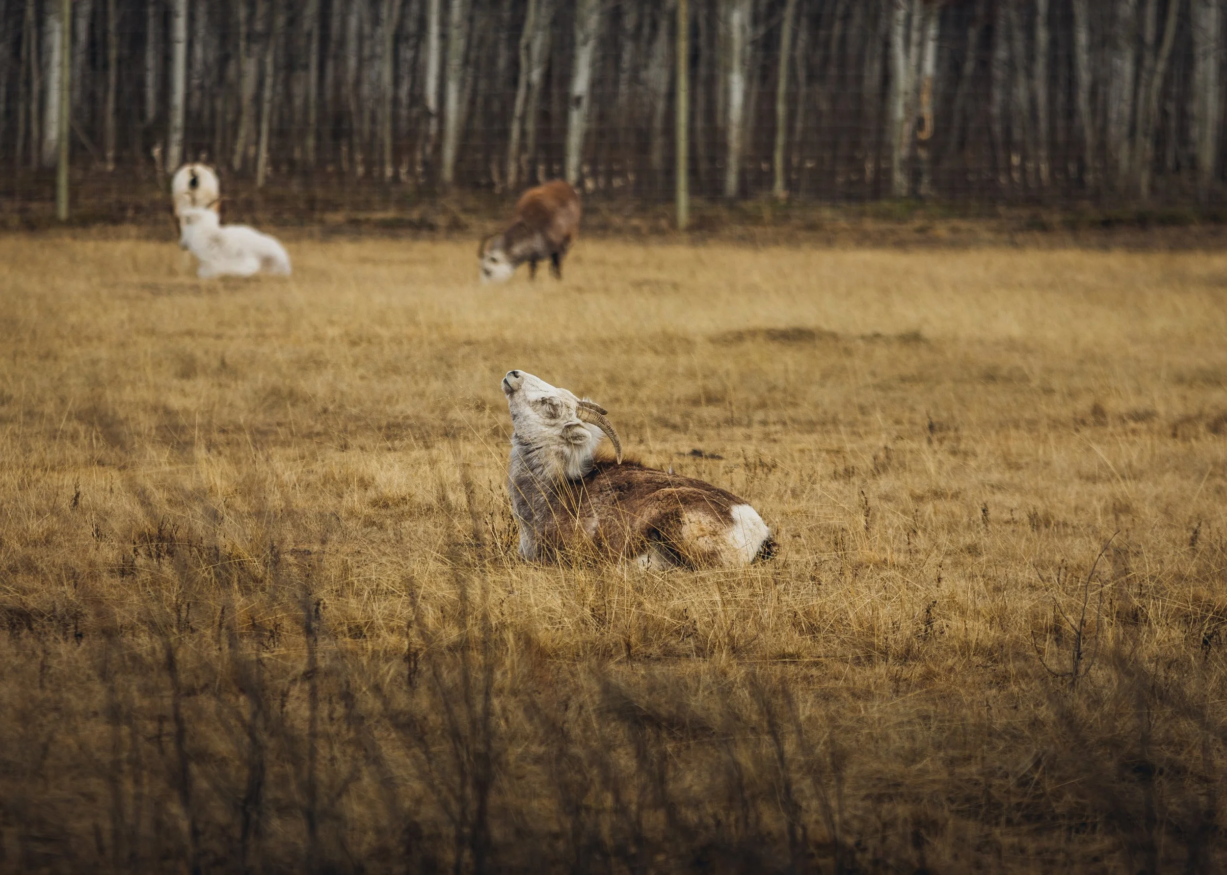 May 10 Wildlife Preserve-26.jpg