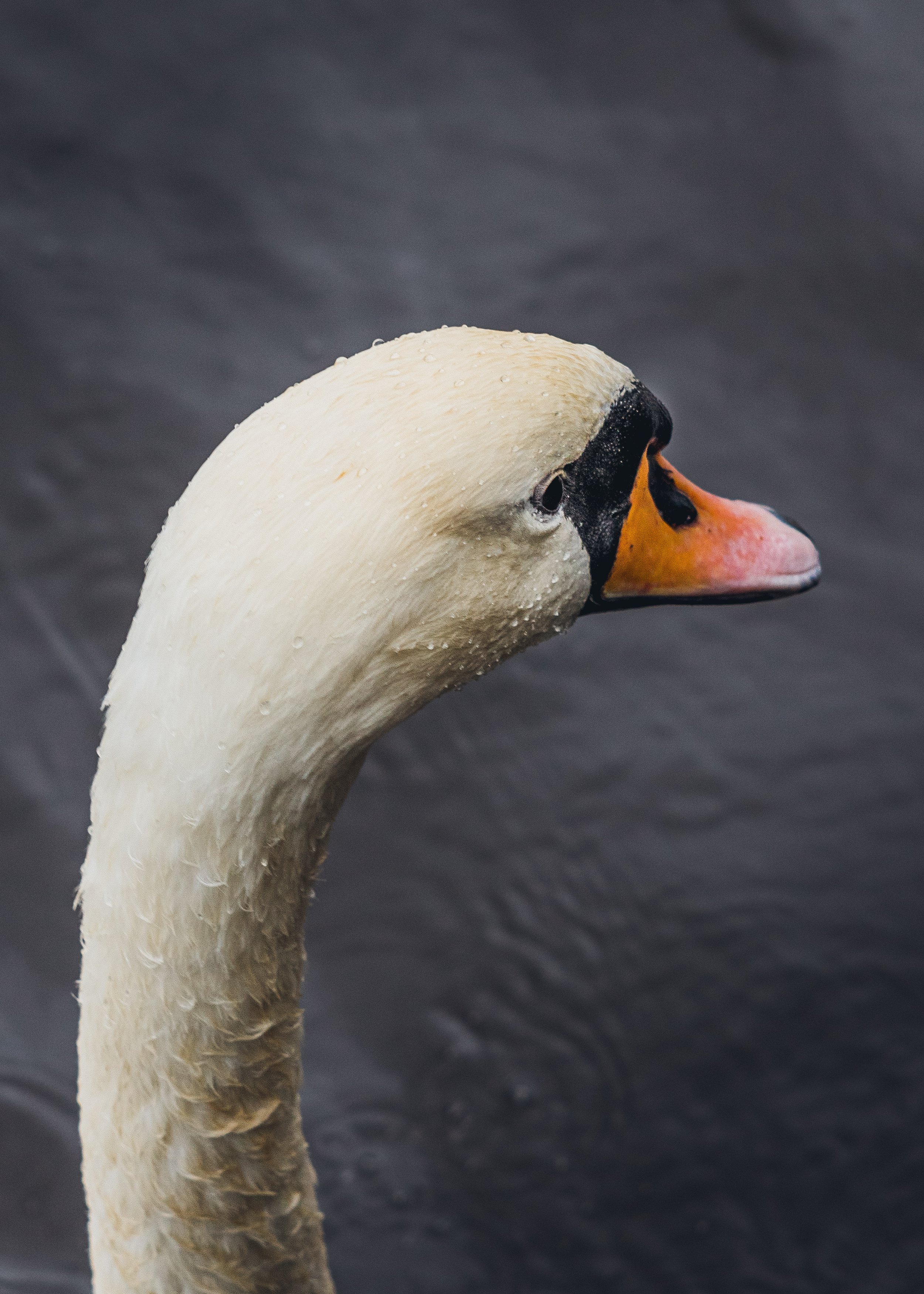Leith August 2024-5.jpg
