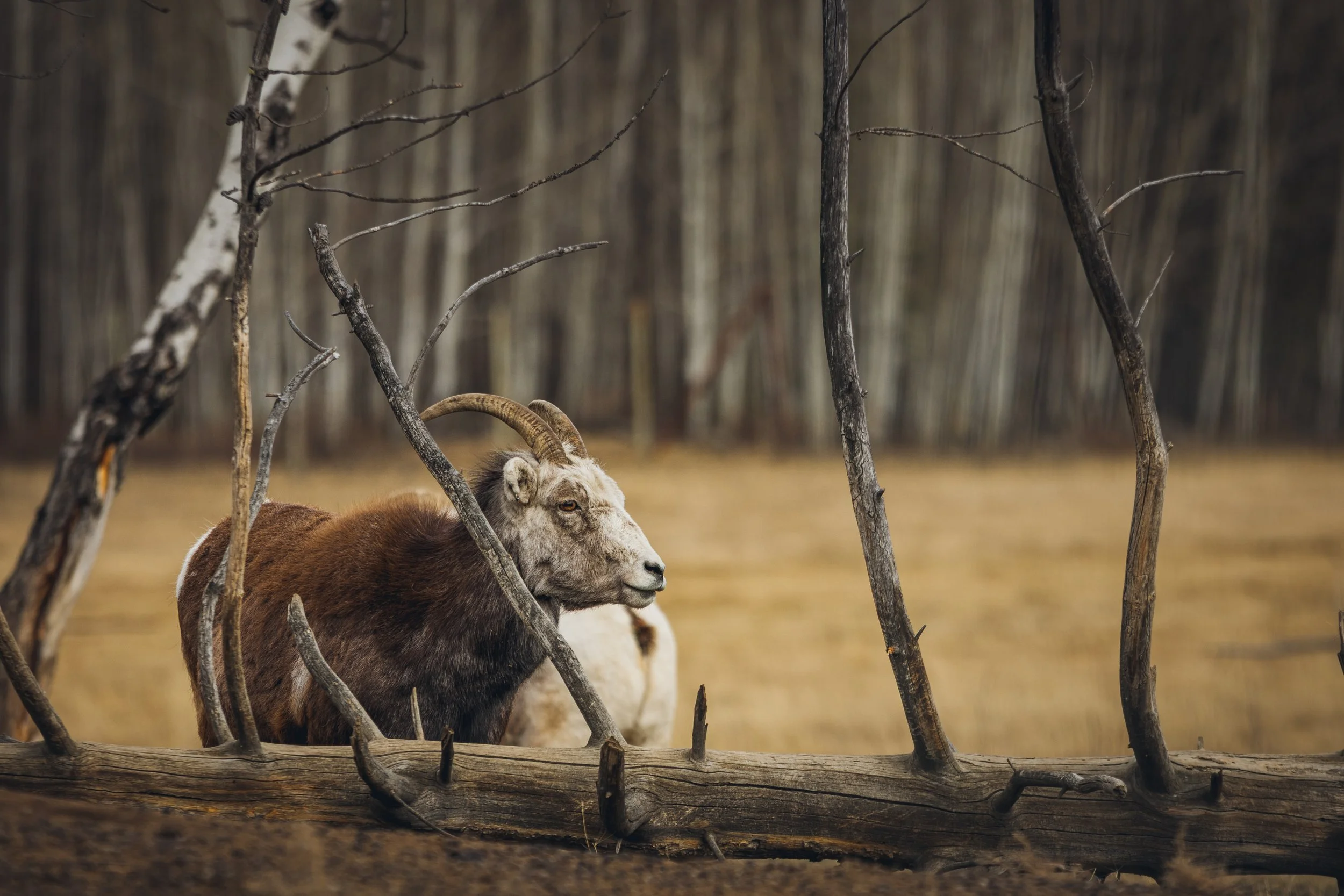 May 10 Wildlife Preserve-24.jpg