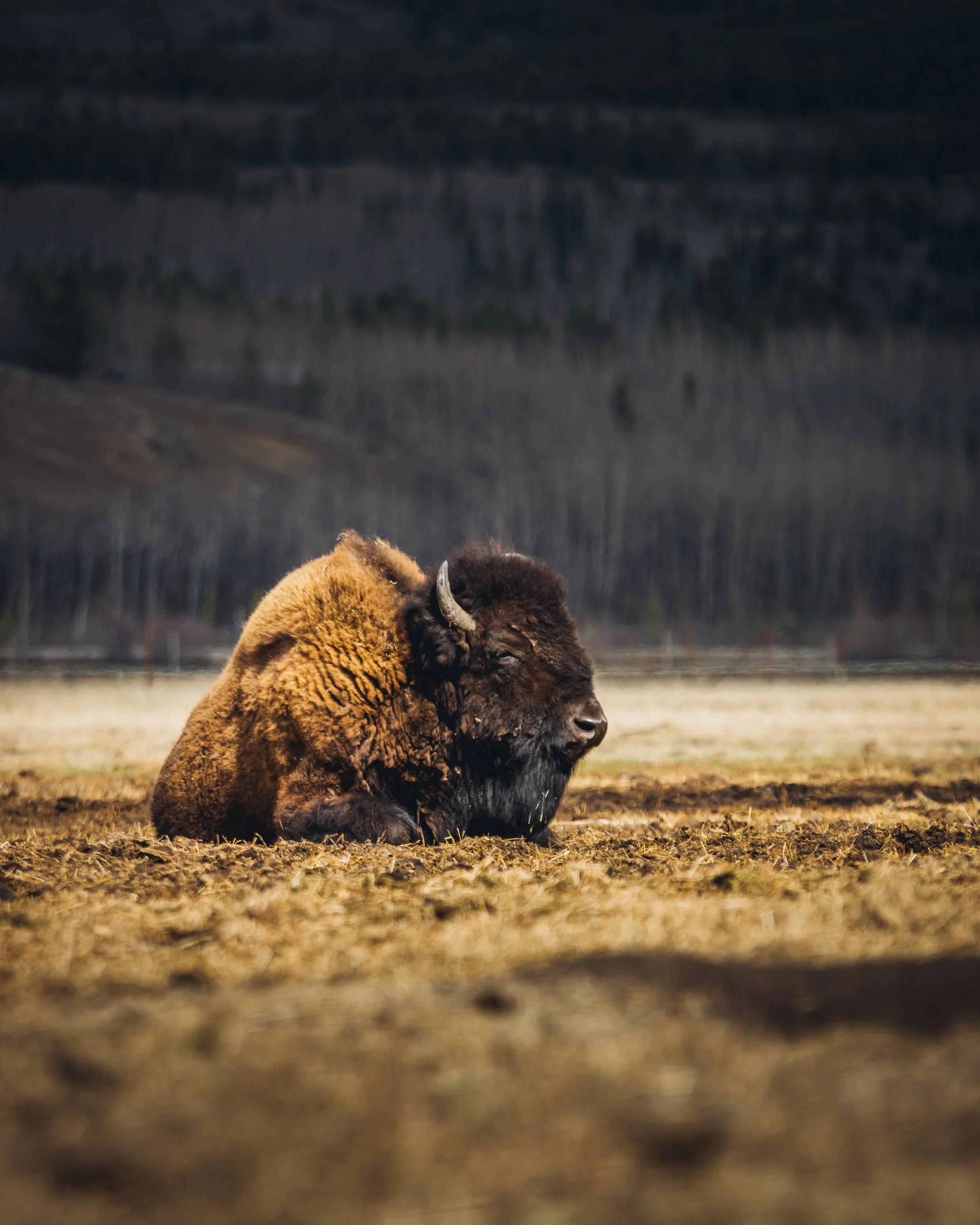 May 10 Wildlife Preserve-5.jpg