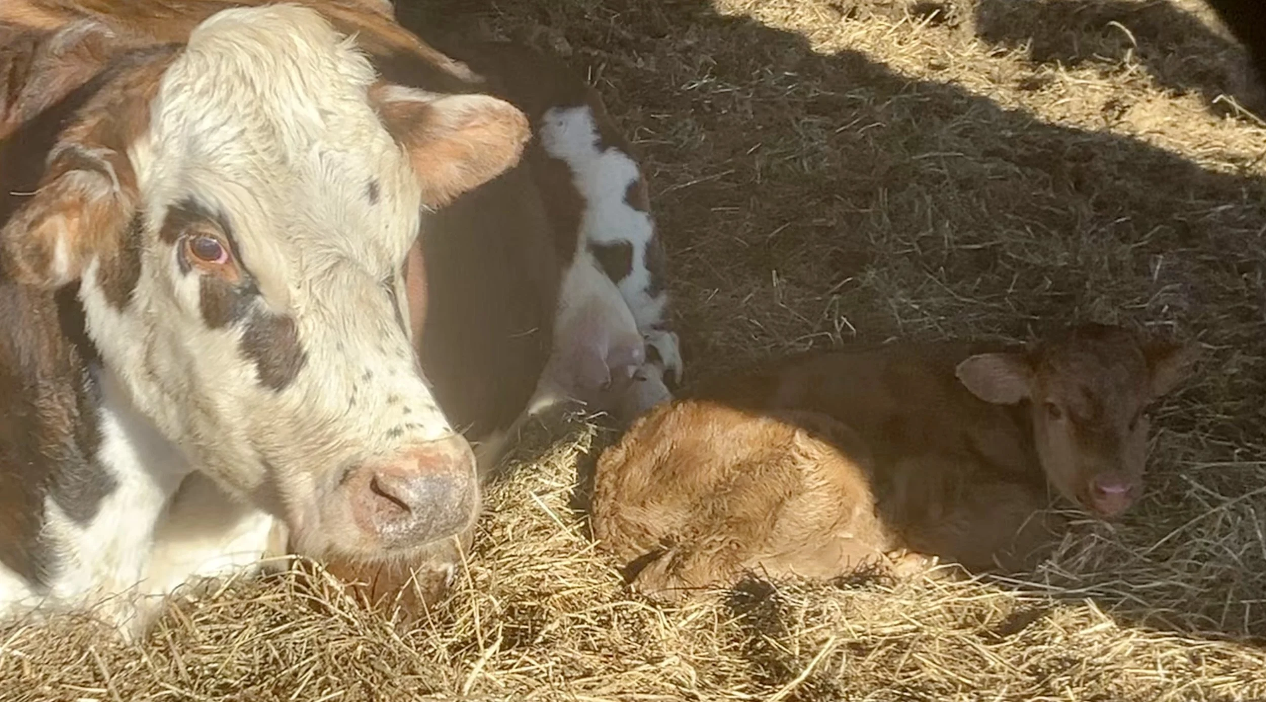 Screenshot 2025-12-12 at 8.06.53 PM.jpeg