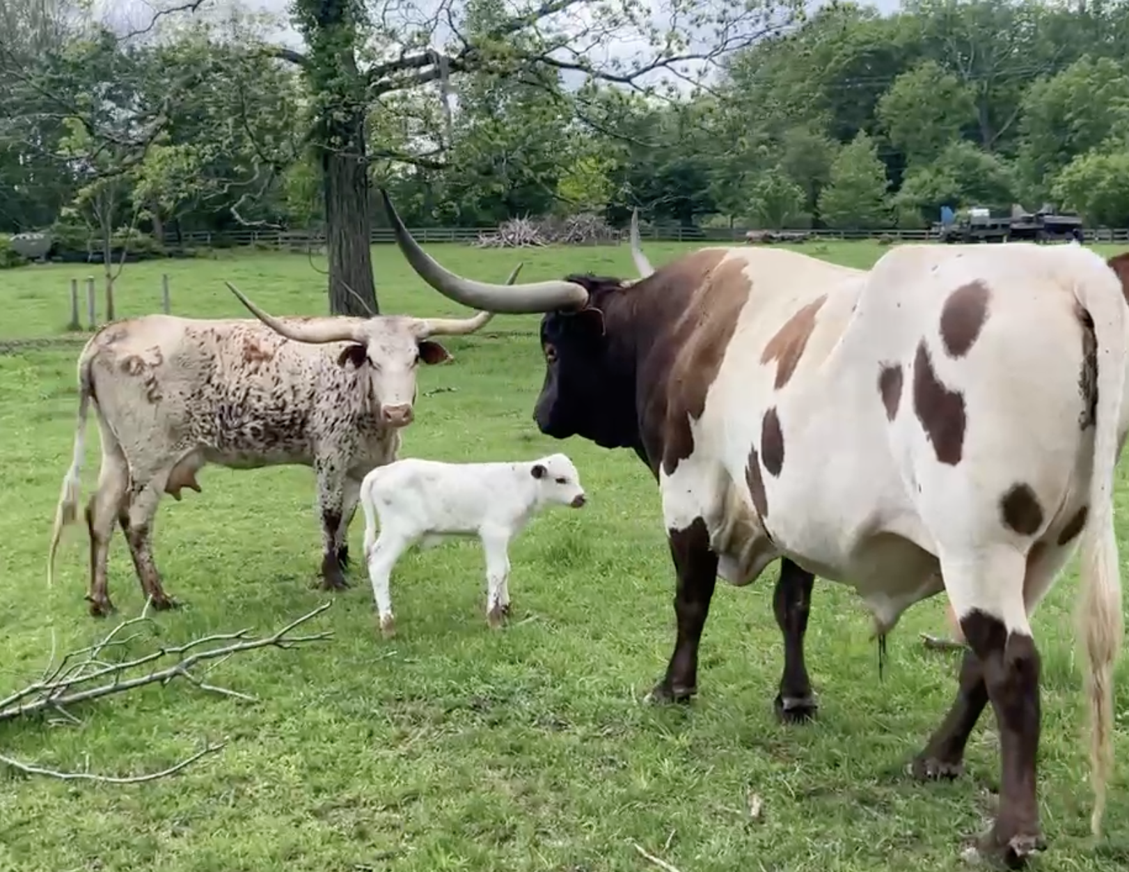 Screenshot 2025-05-17 at 1.20.52 PM.png