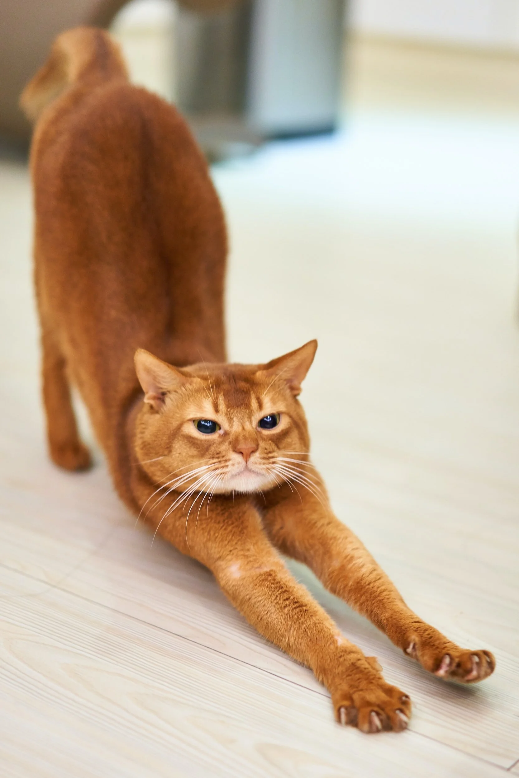 Drop in Yoga