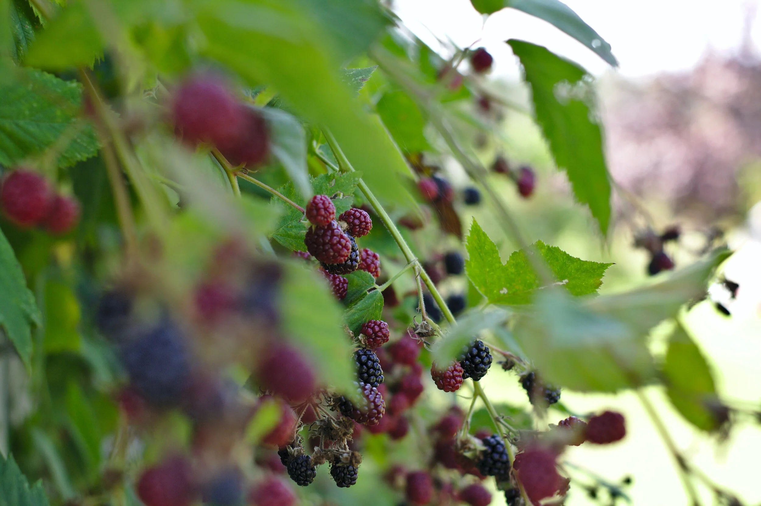 Blackberry Hill Story