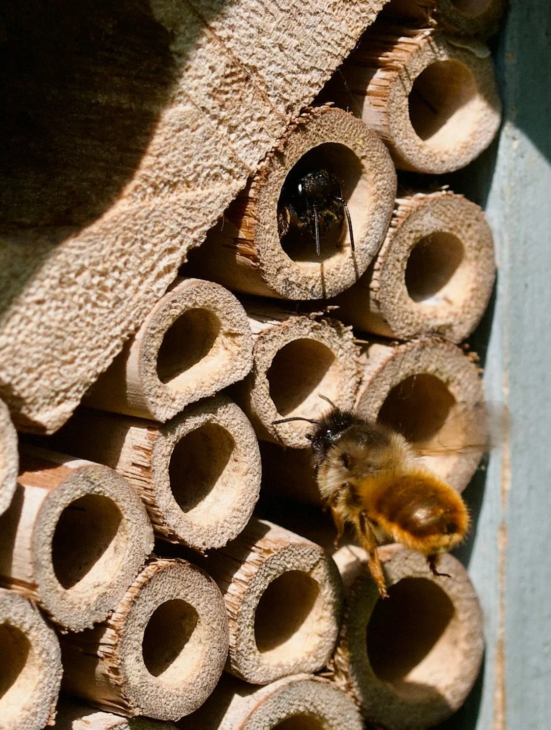 Bee Hotels &amp; Biodiversity Exhibition