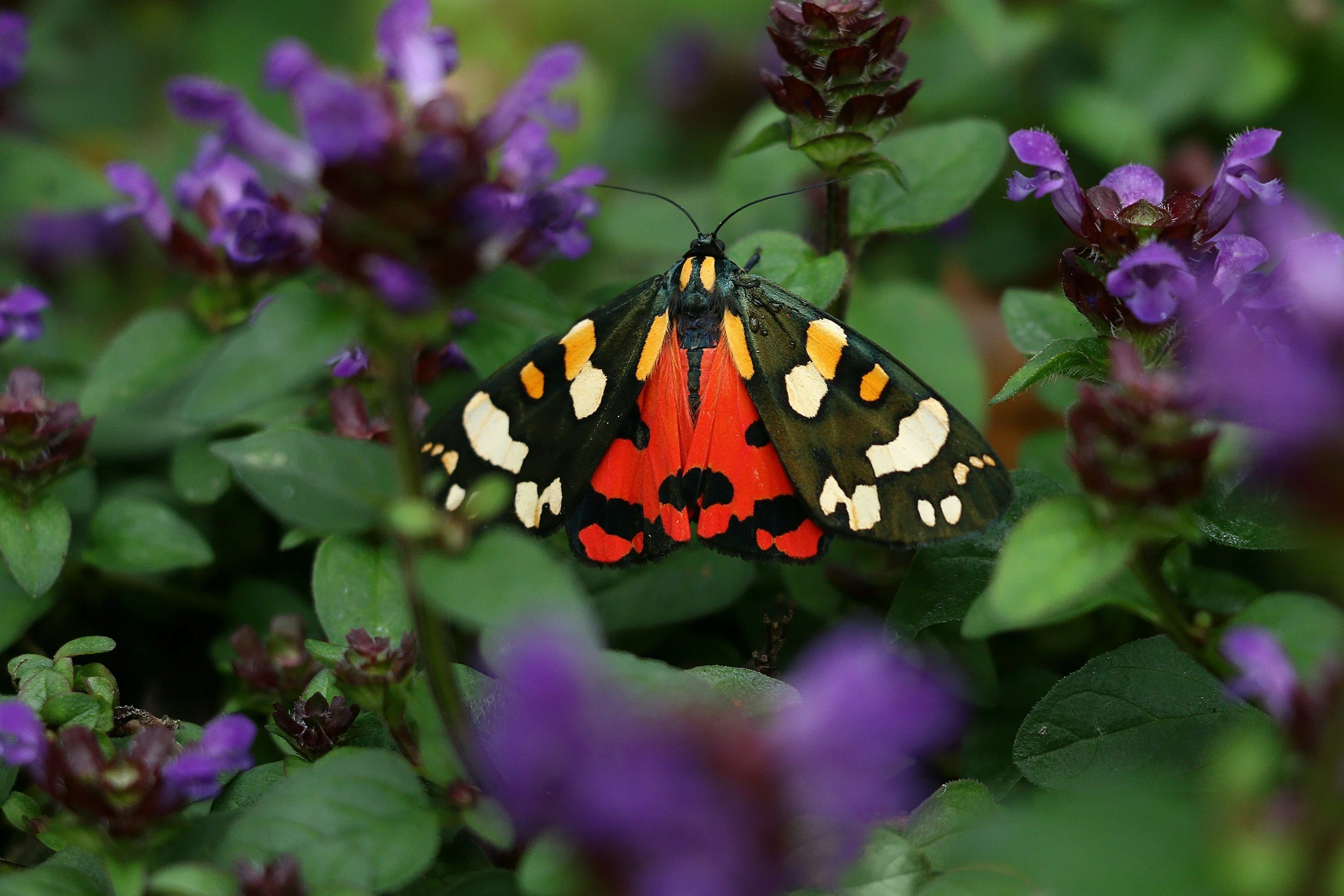 Scarlet Tiger Moth Mask Making