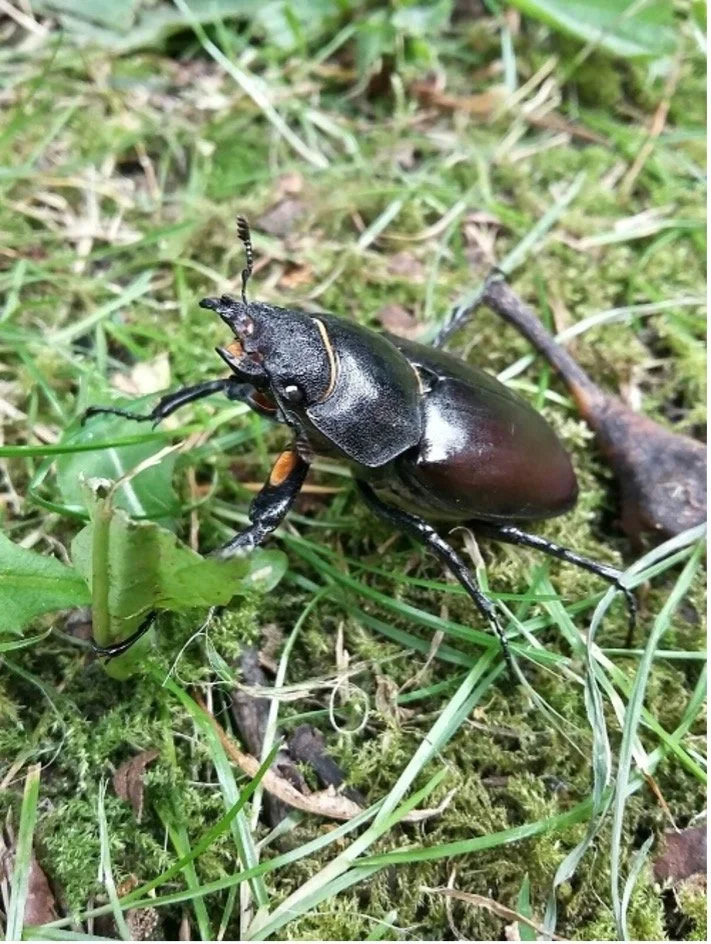 Beetle Mania