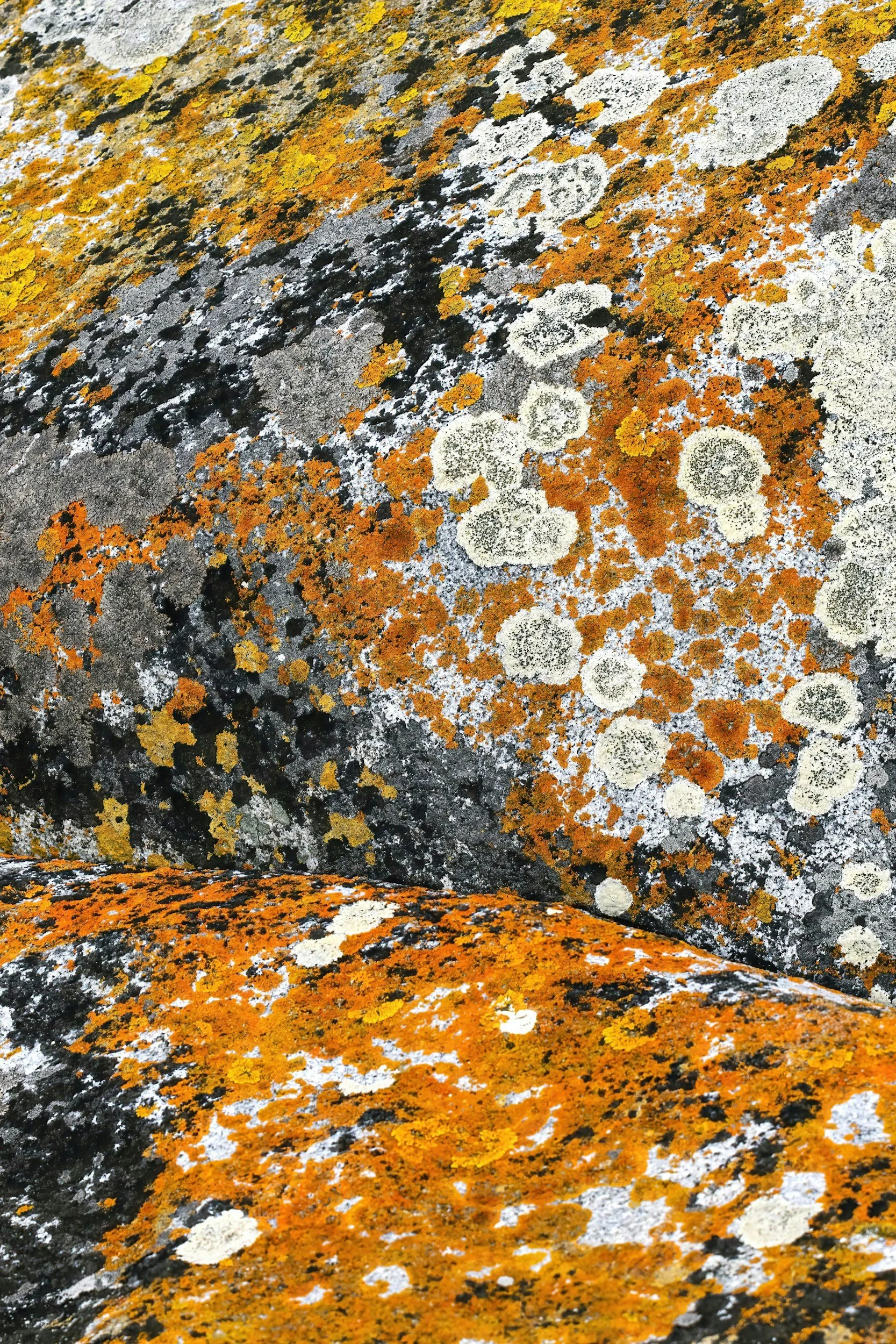 Looking at Lichens