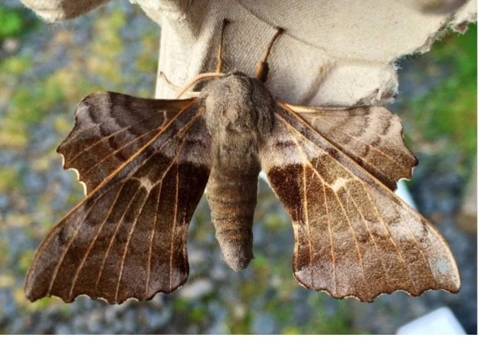 Big Moth Reveal