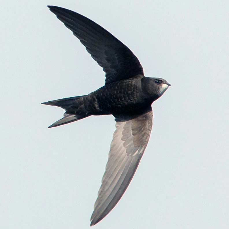 Save Our Swifts