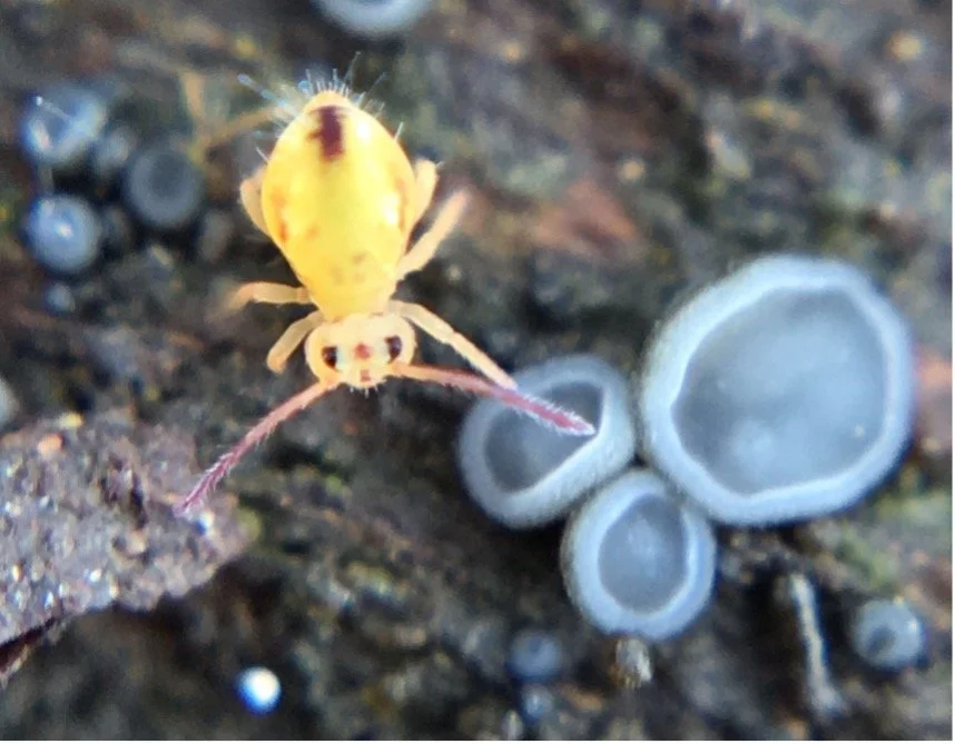 Catch a Springtail