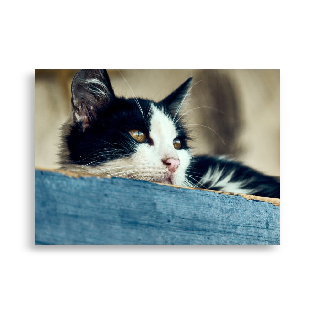 enhanced-matte-paper-poster-(cm)-50x70-cm-front-656d36d79f1a1.jpg