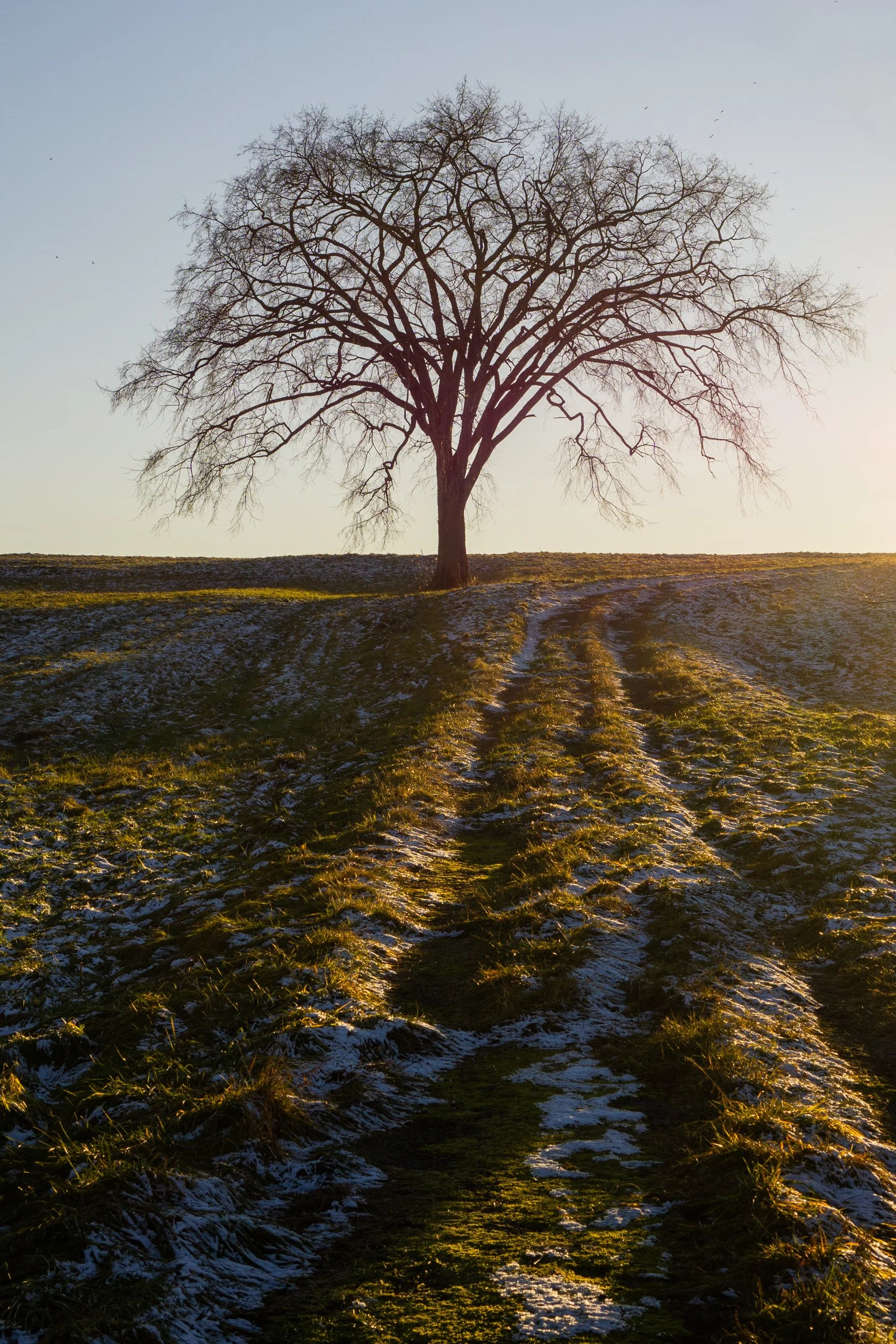 The Tree