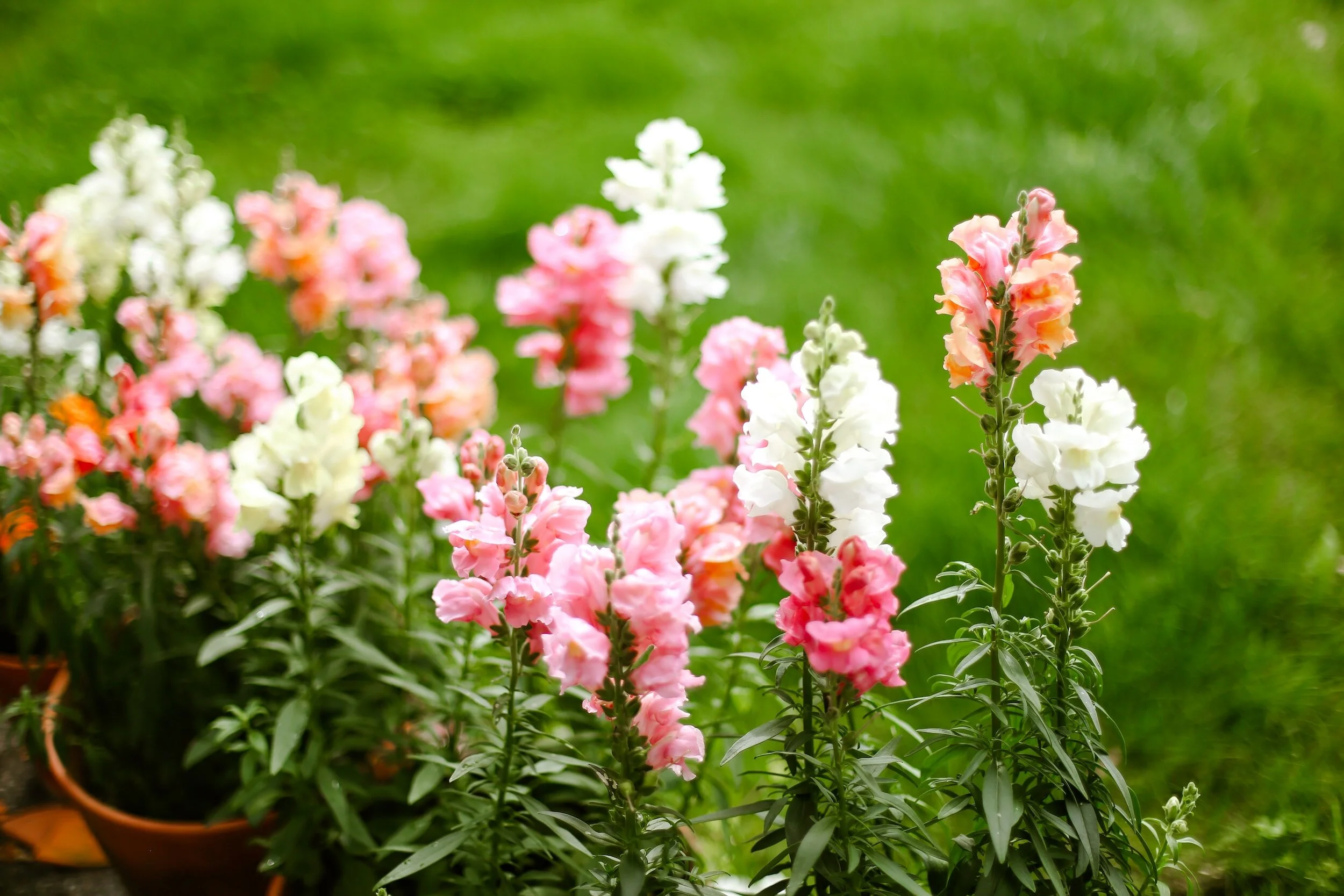 Snapdragons in Pots Tips for How to Plant, Grow, and Care — Sunday