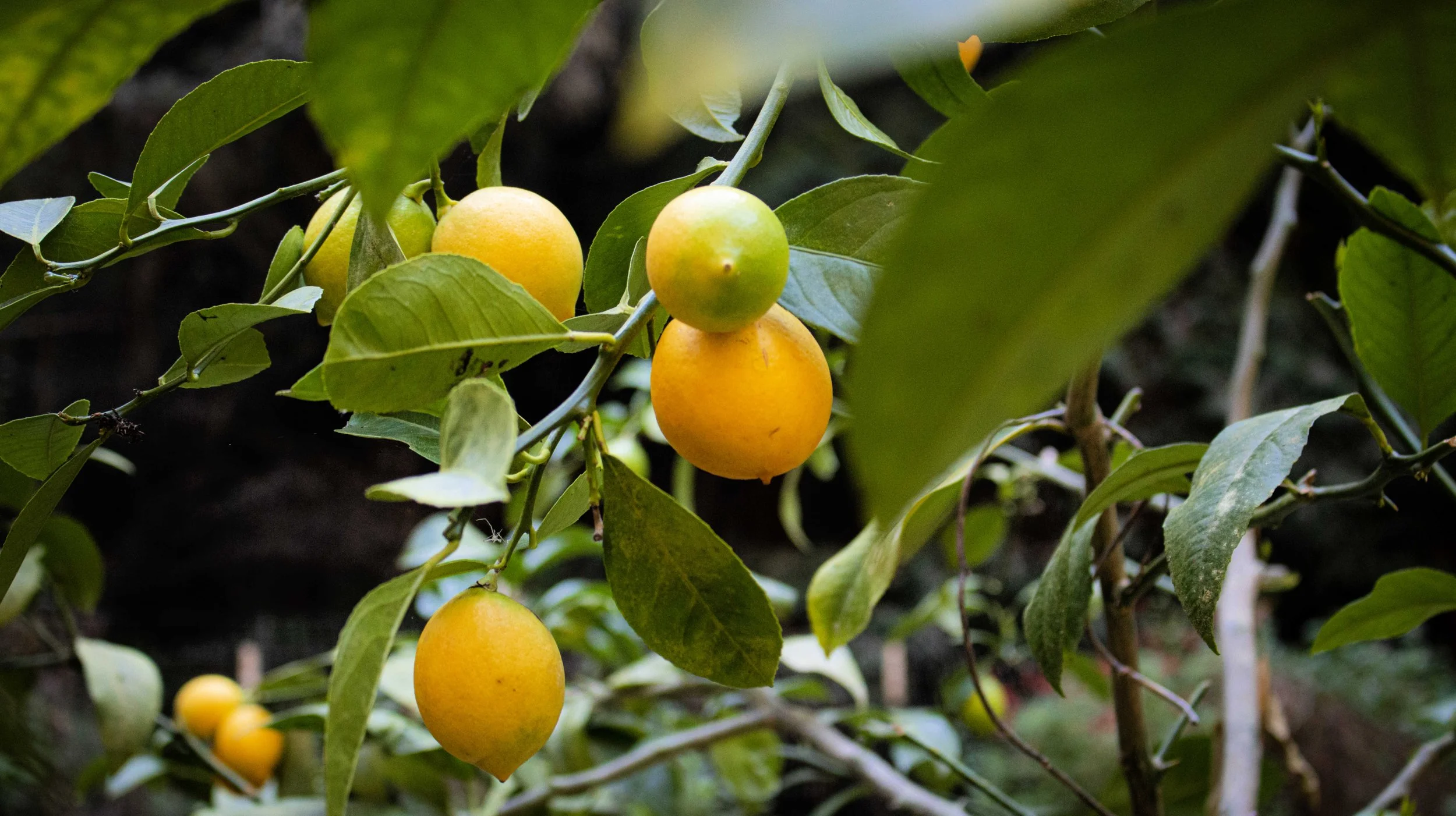 Lemon Tree
