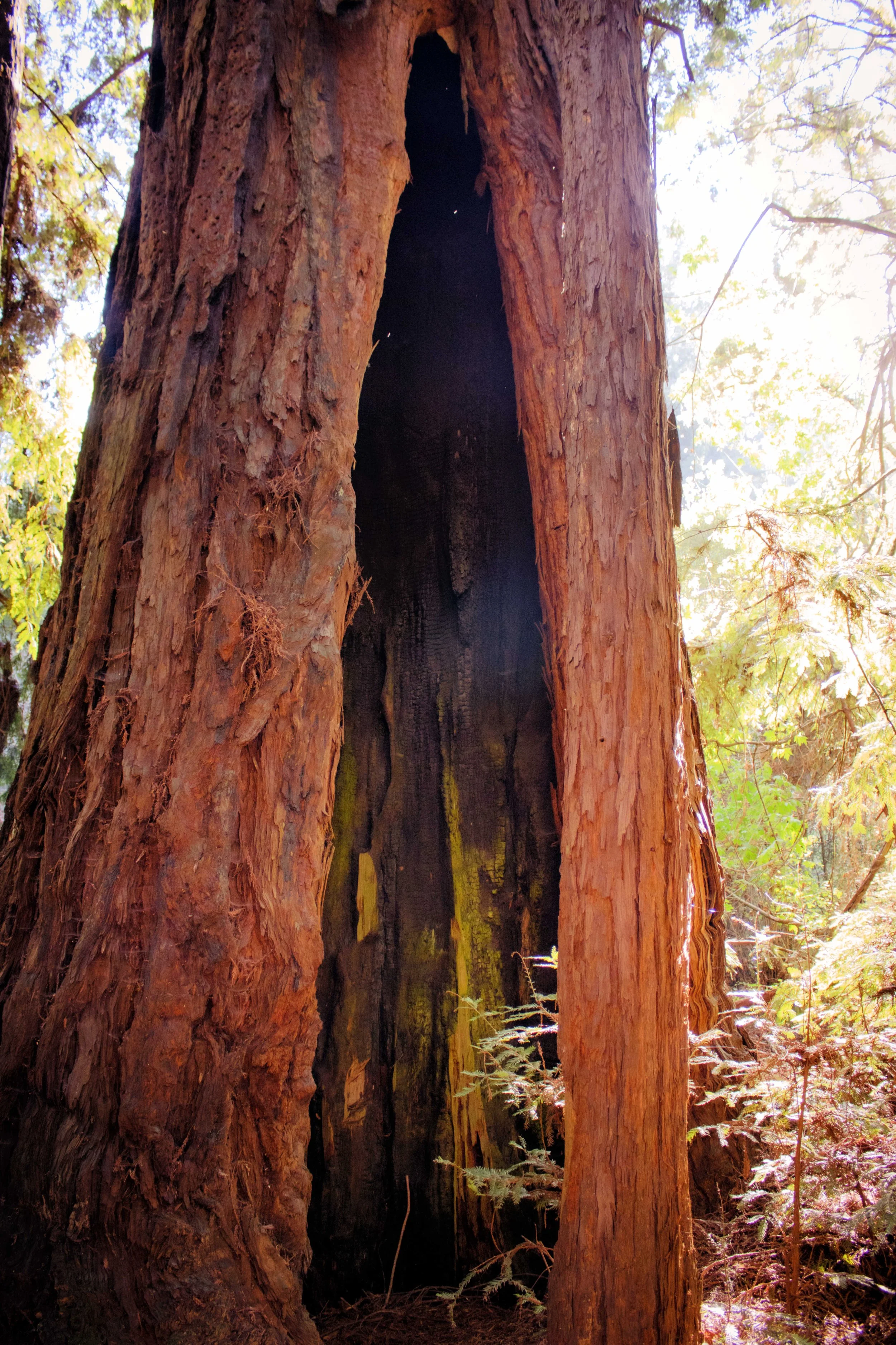 Redwood Tree