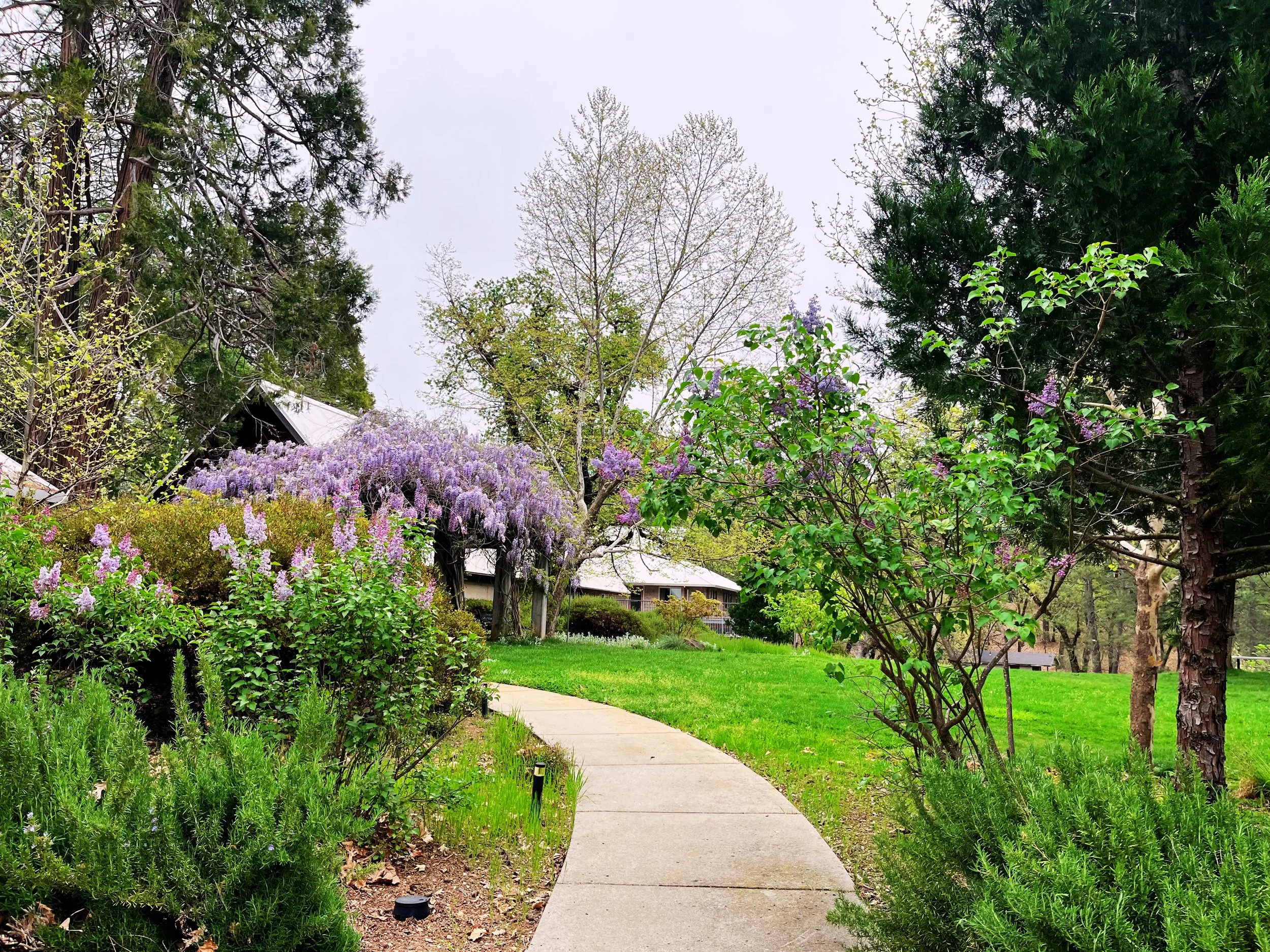Blooming Wisteria