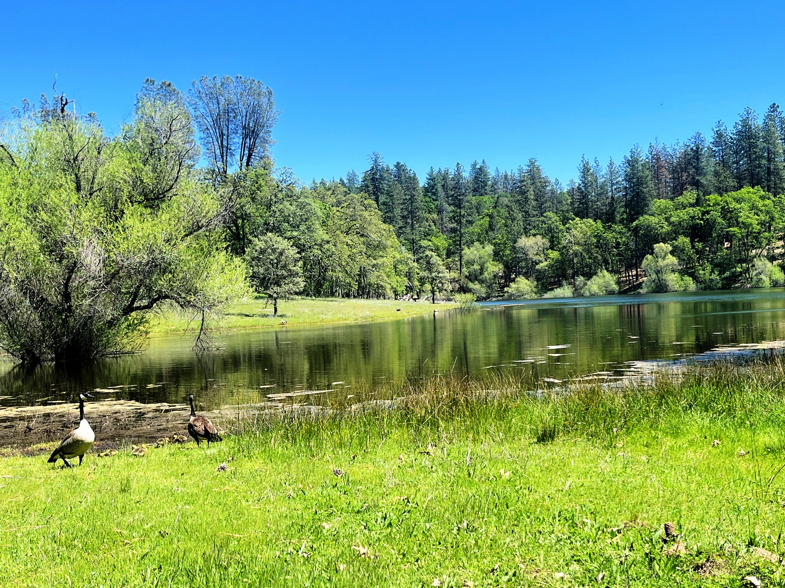 Lake Views