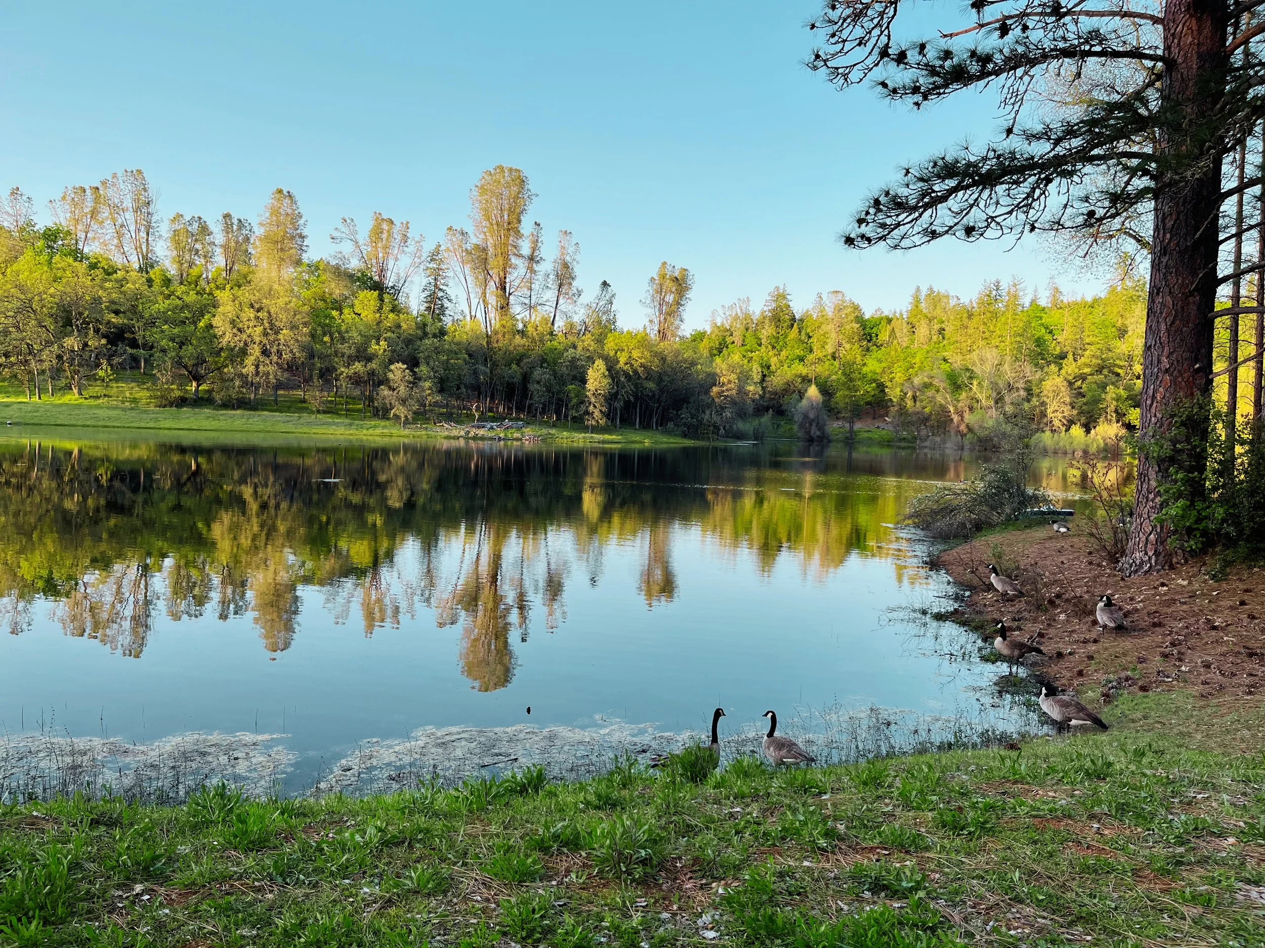 Toyon Lake