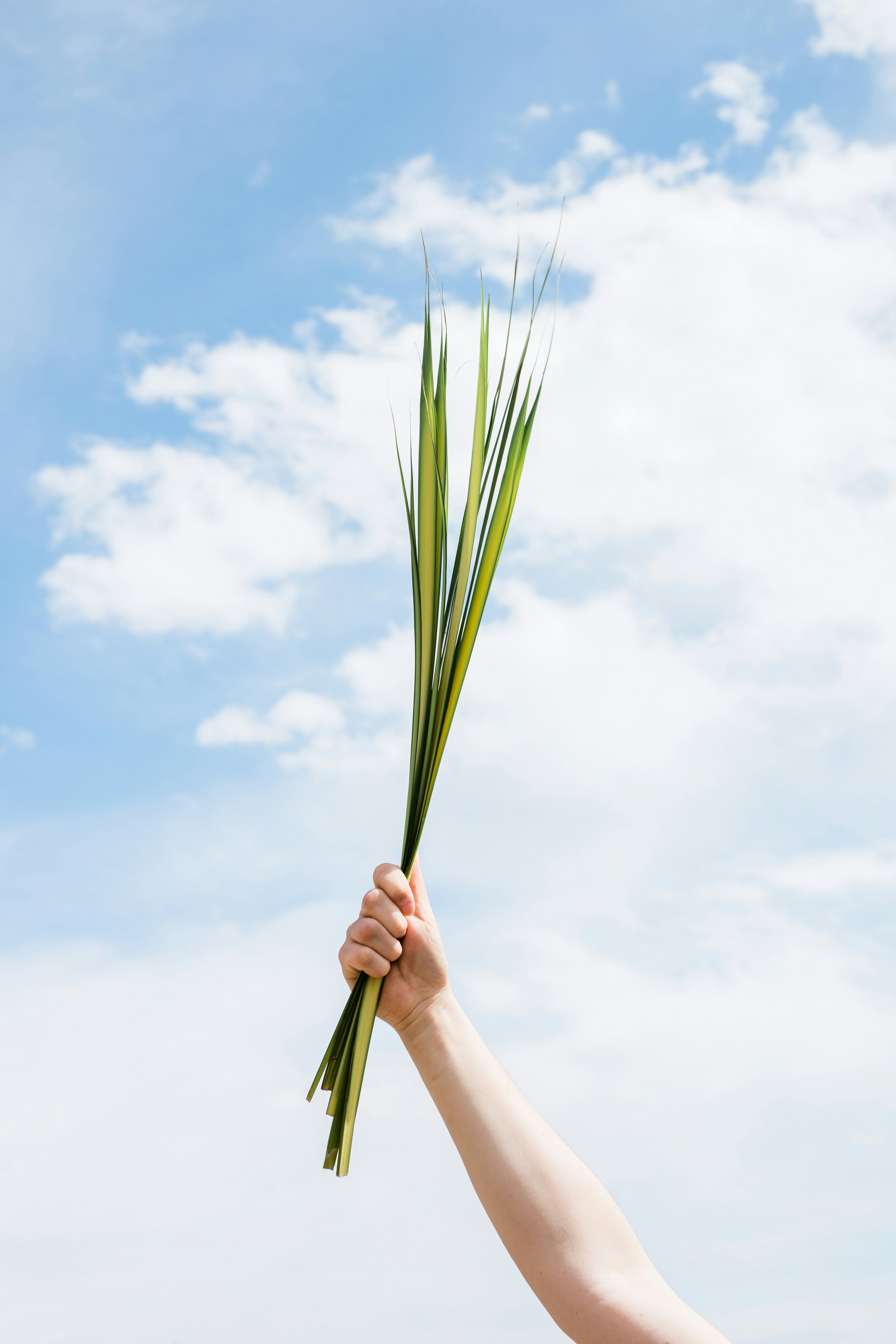Palm Sunday