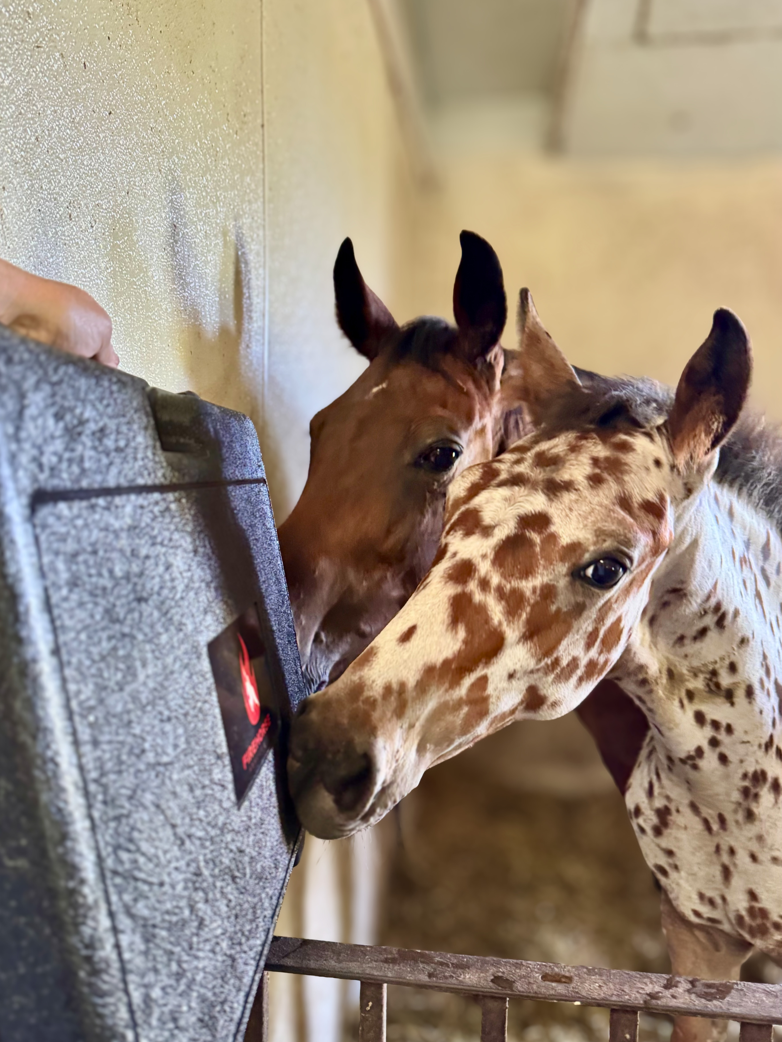 FireHorse Rescue Partners with Unbridled Sanctuary to Strengthen Barn Fire Safety, Horse Evacuation, and Security for More Than 60 Rescued Equines