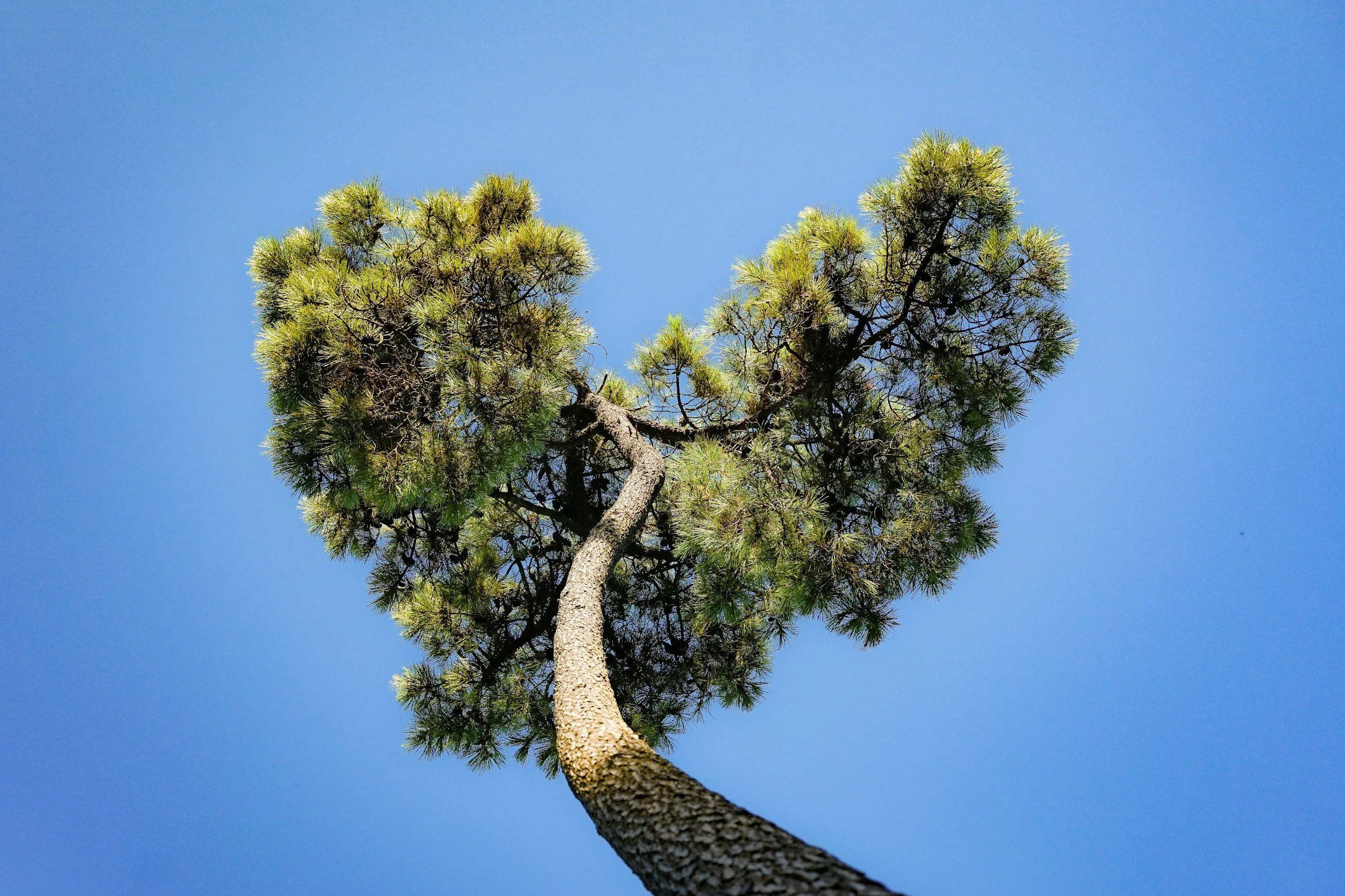 Looking up at a tall pine tree against a clear blue sky.