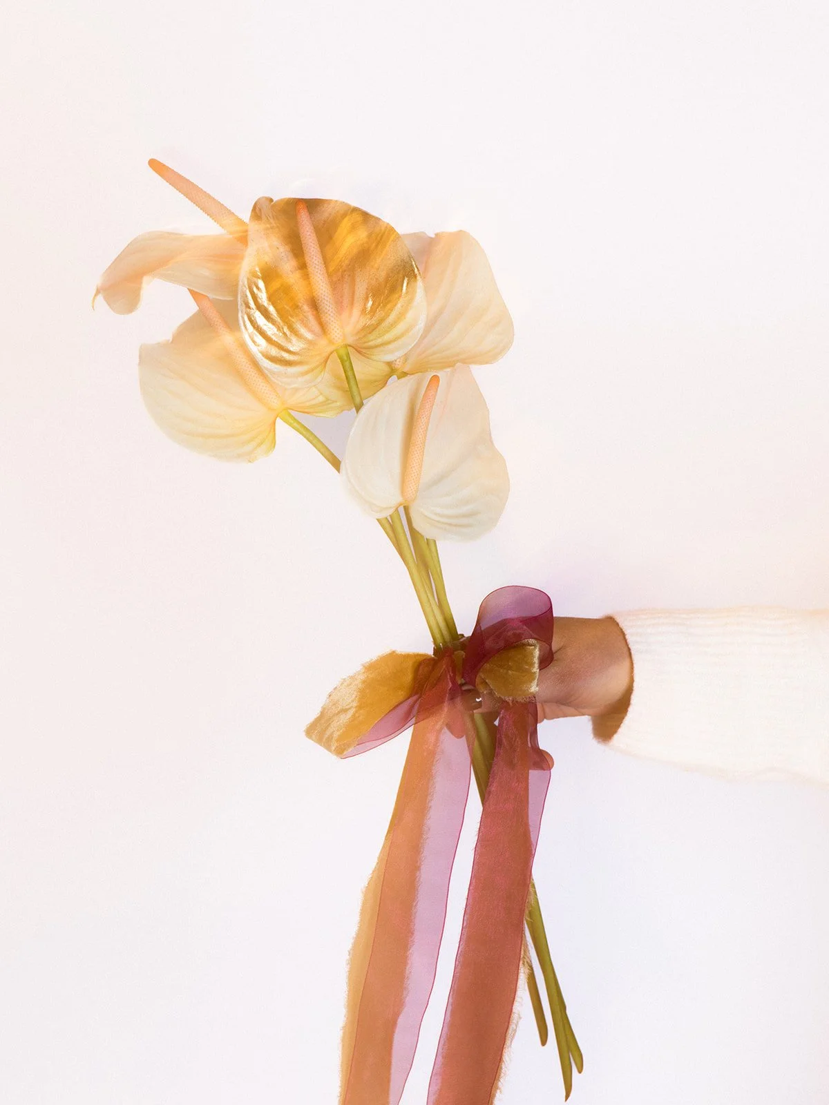 A hand holding a bouquet of peach-colored anthurium flowers tied with a translucent pink and red ribbon, against a white background.
