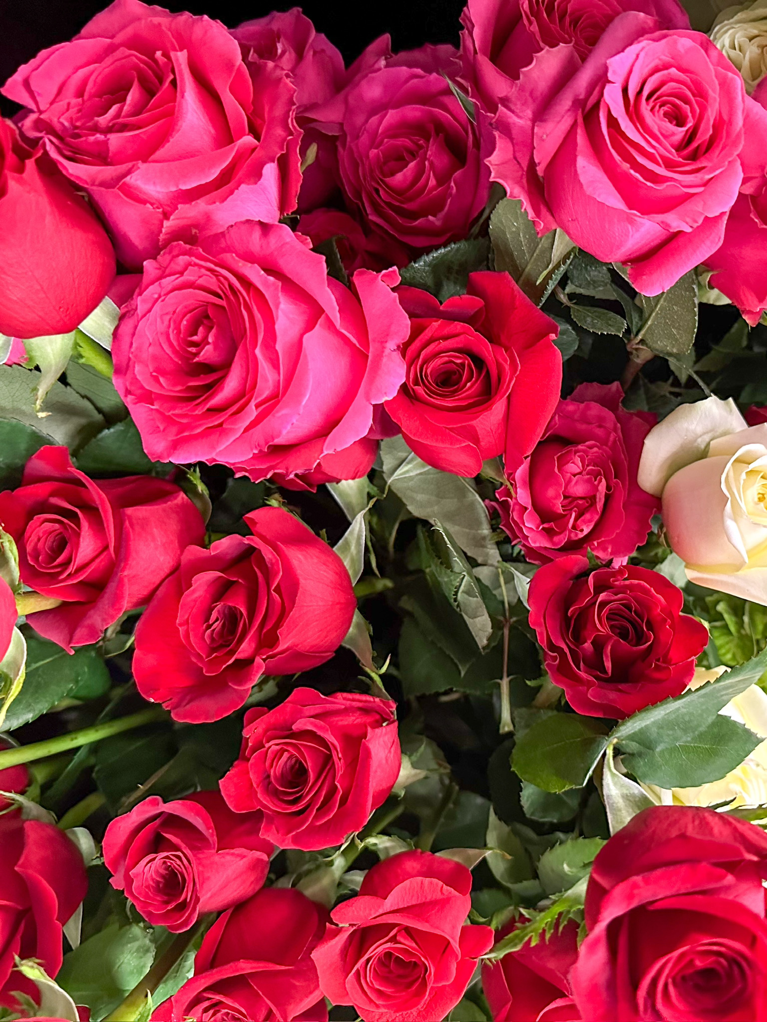 Roses: Classic Half-Dozen & Dozen