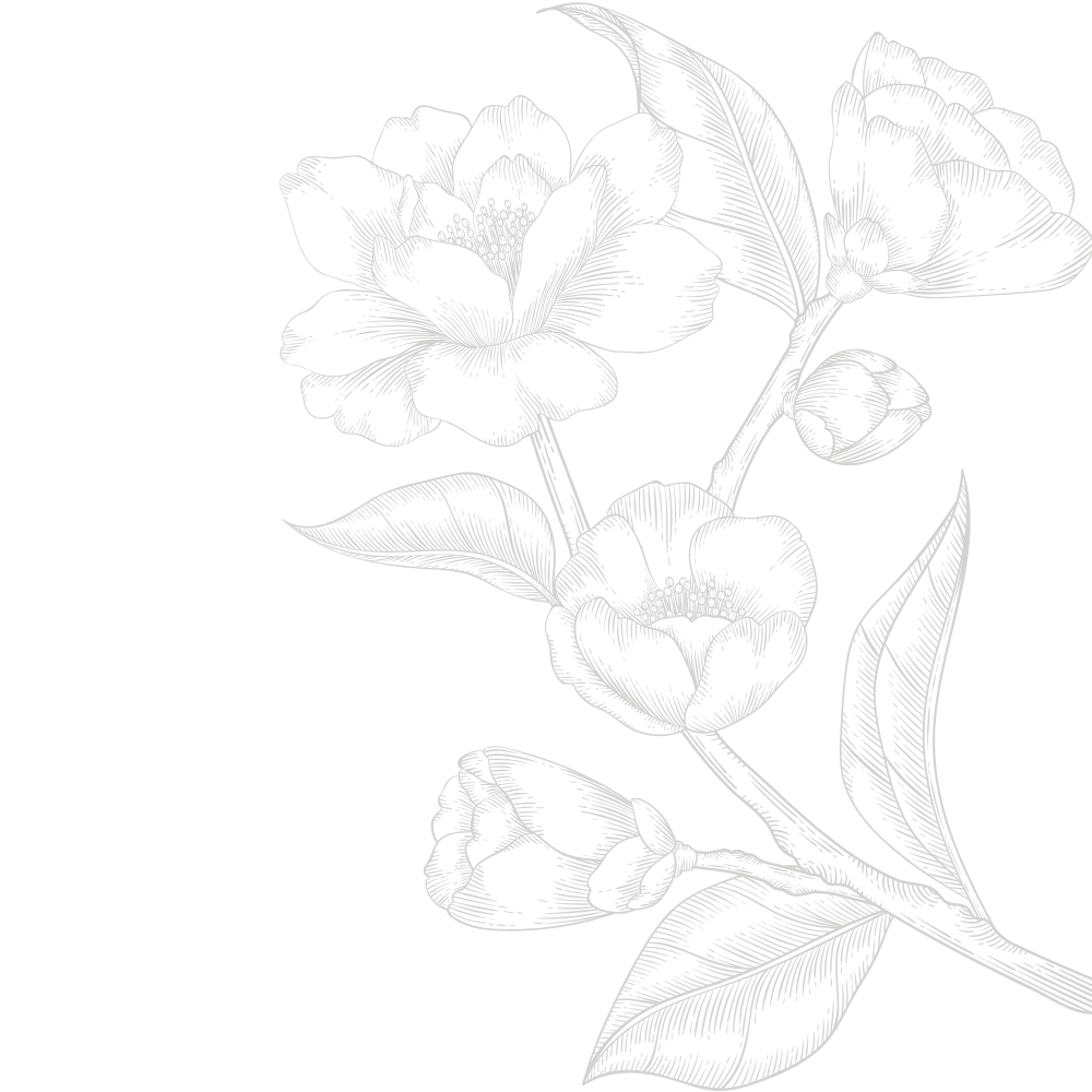 A black and white line drawing of a flowering plant with detailed leaves and multiple blossoms.