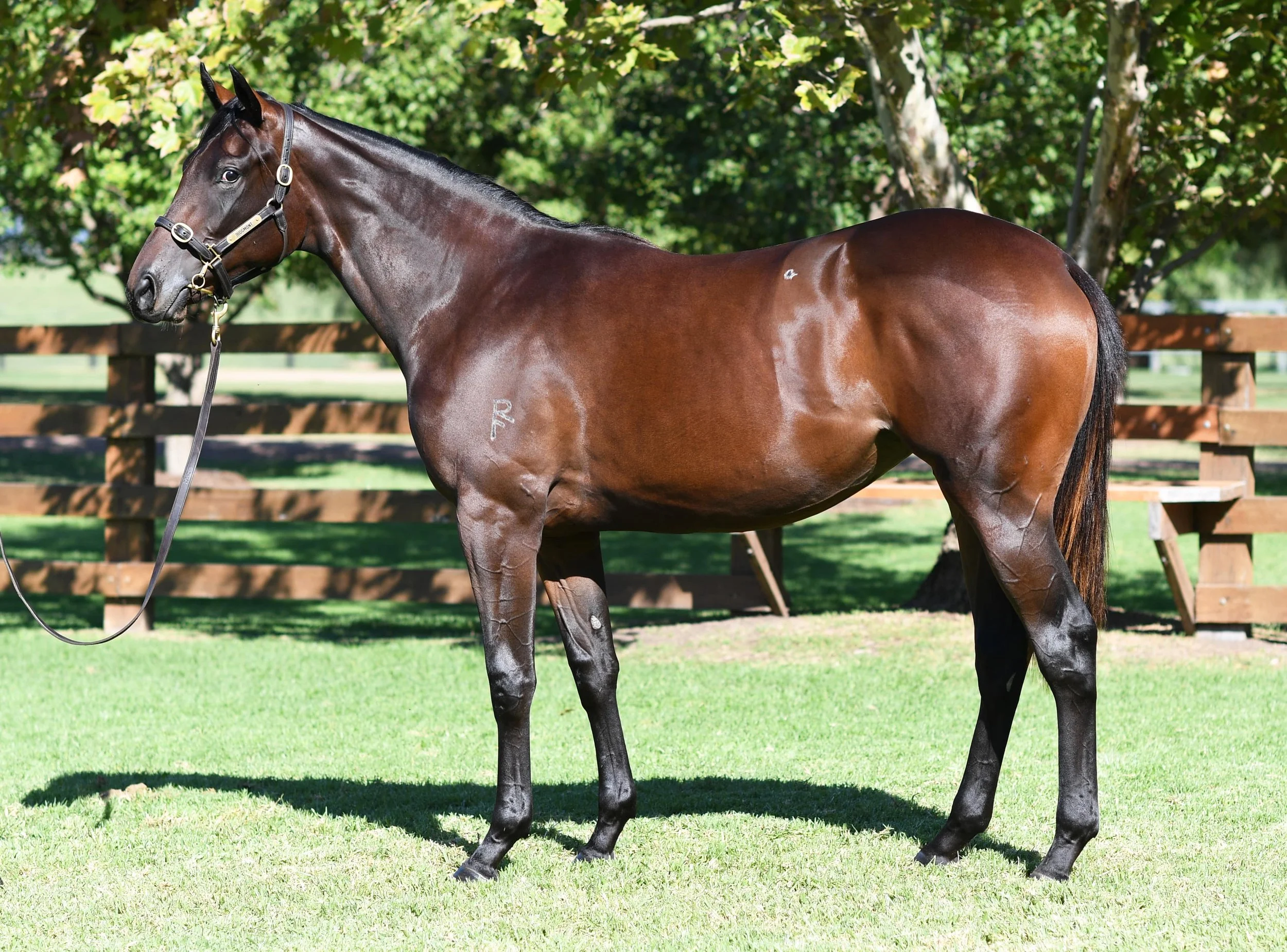 LOT 367 So You Think x Urban Rocket_DSC_2581-min.jpg