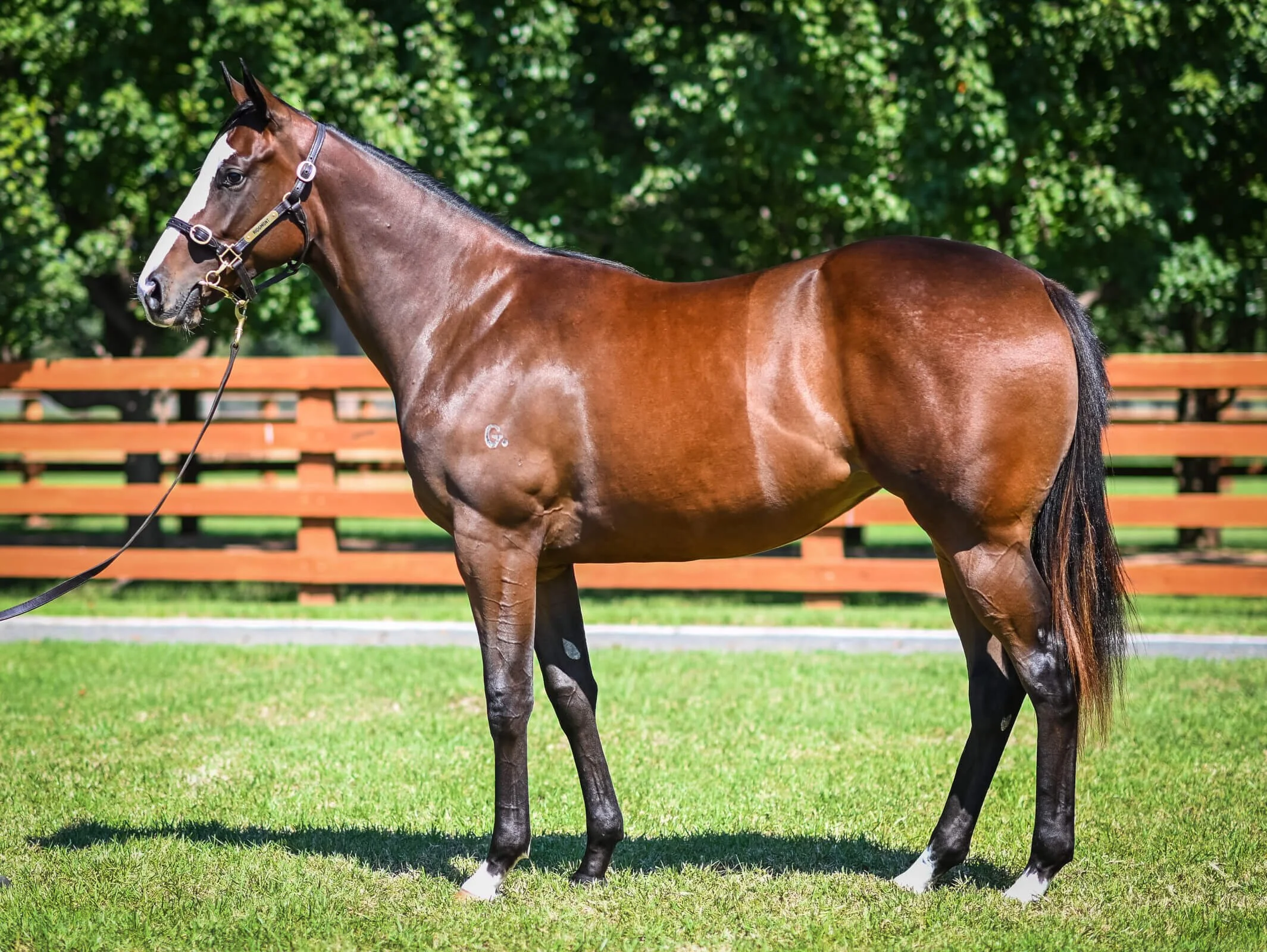 Snitzel x Chachapoyas.jpg