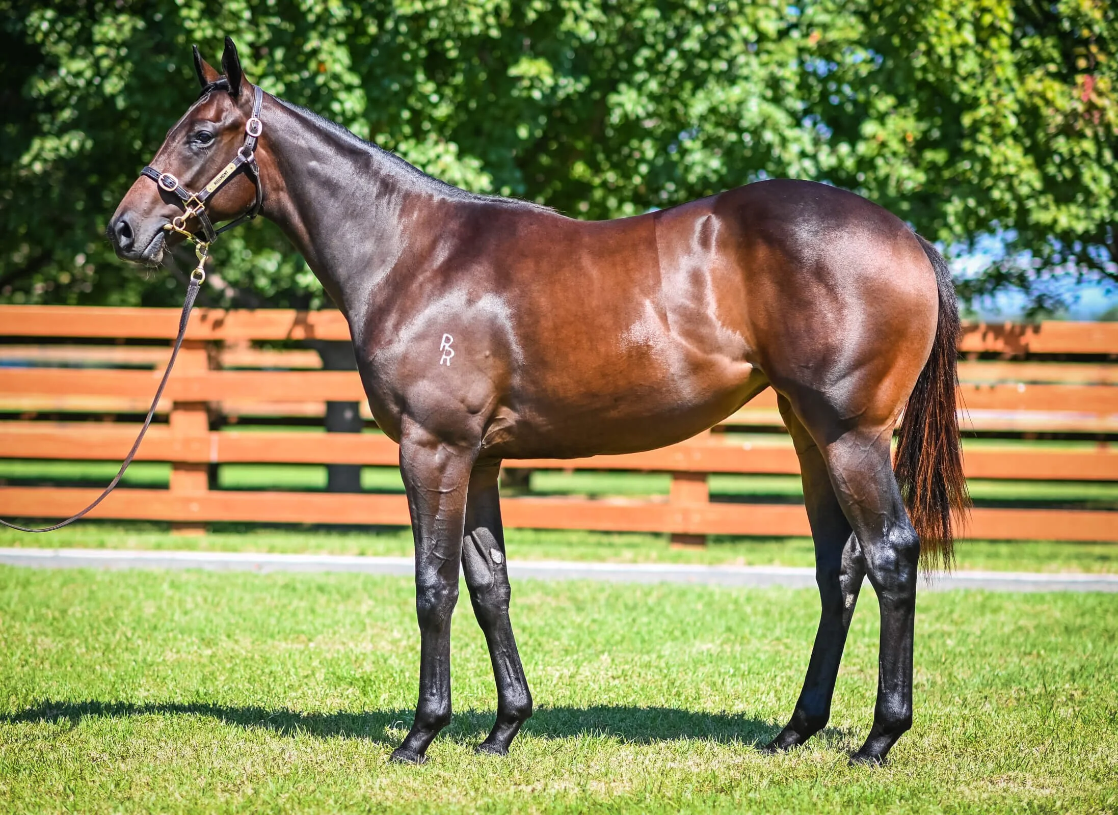 Merchant Navy x O'Reilly Cyrus.jpg