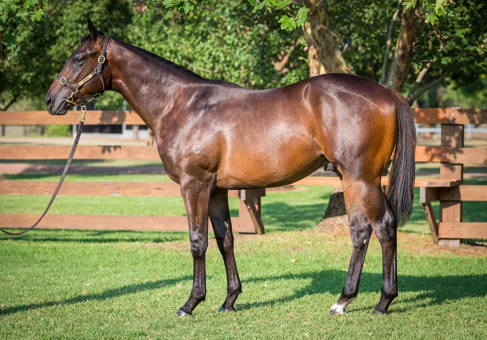 LOT 44 Pierro x Pickin TimeDSC_8046.jpg