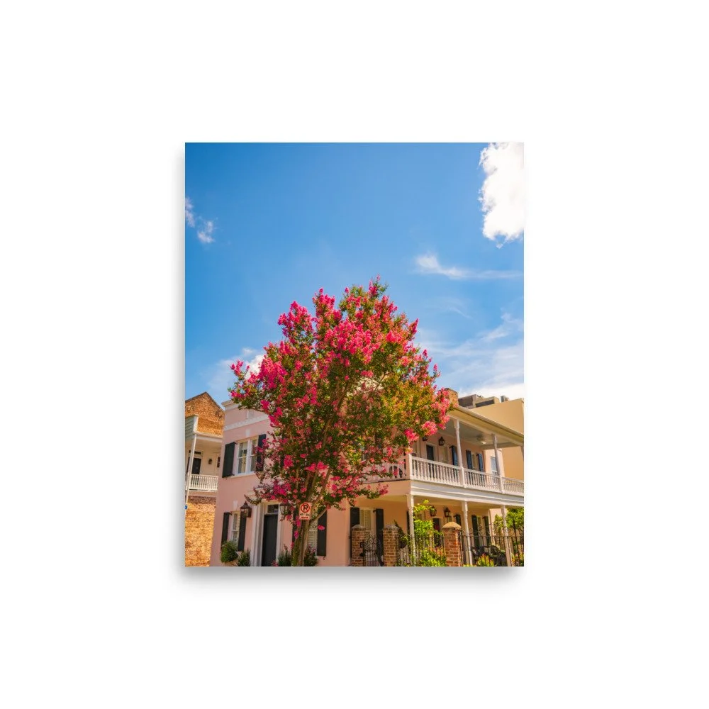 Downtown Charleston historic district with blooming crape myrtle trees - fine art photography print by Palm Social