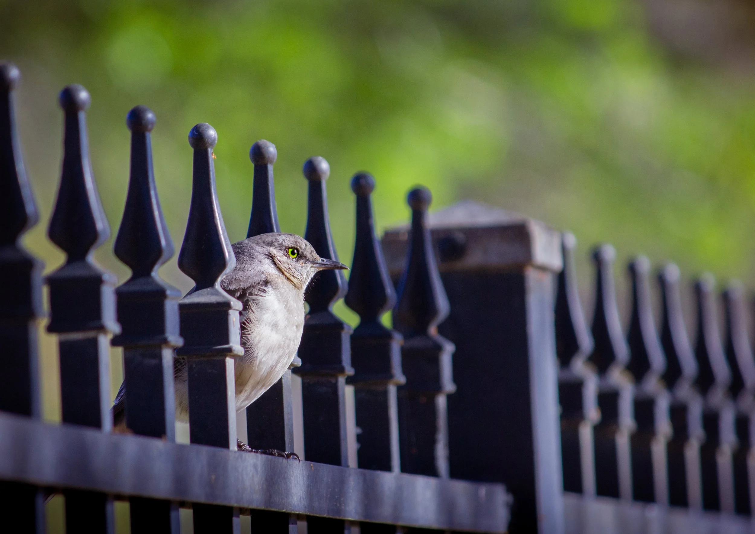 Composed Mockingbird