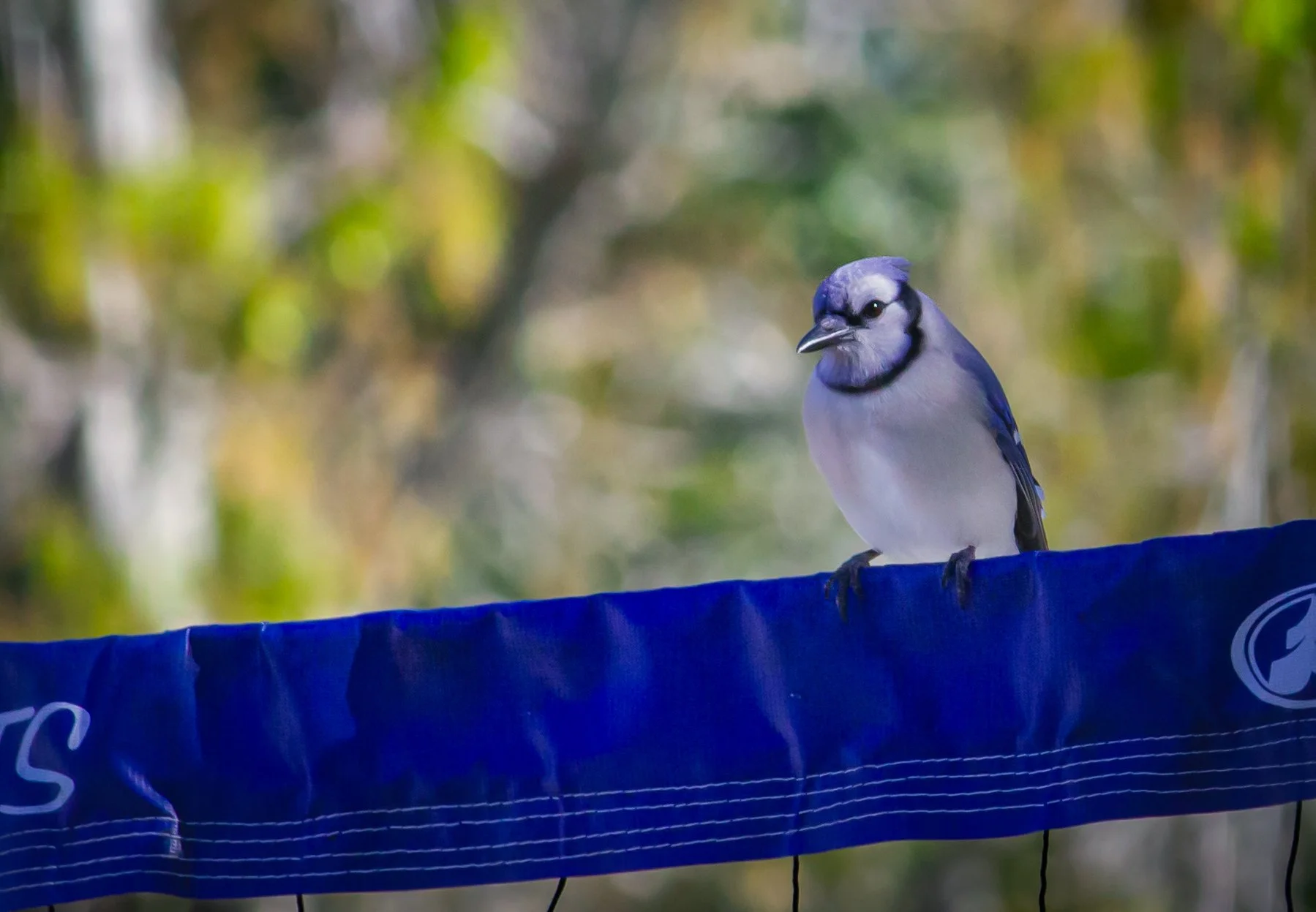 BlueJayNet1.jpg